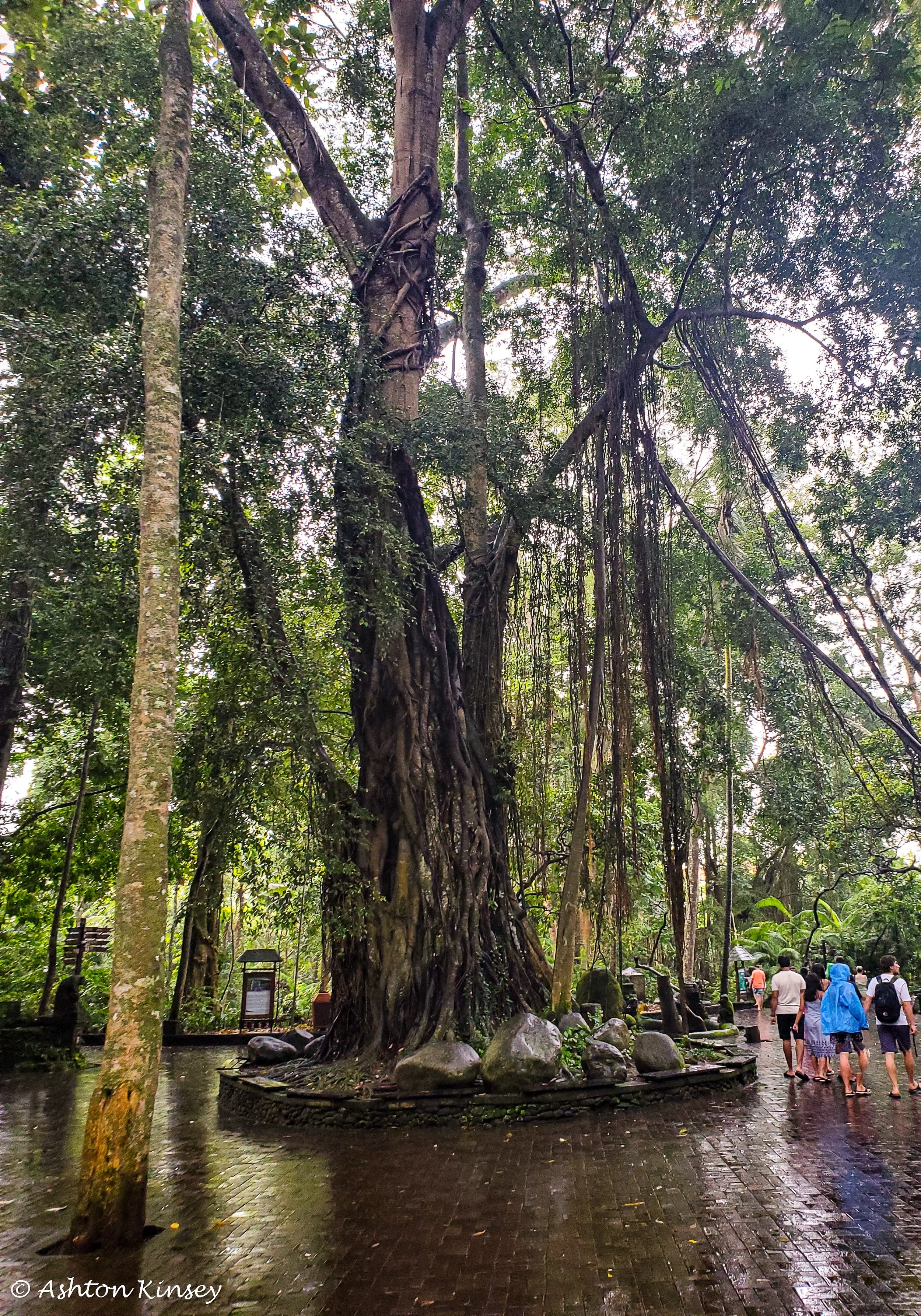 Monkey Forest-5.jpg
