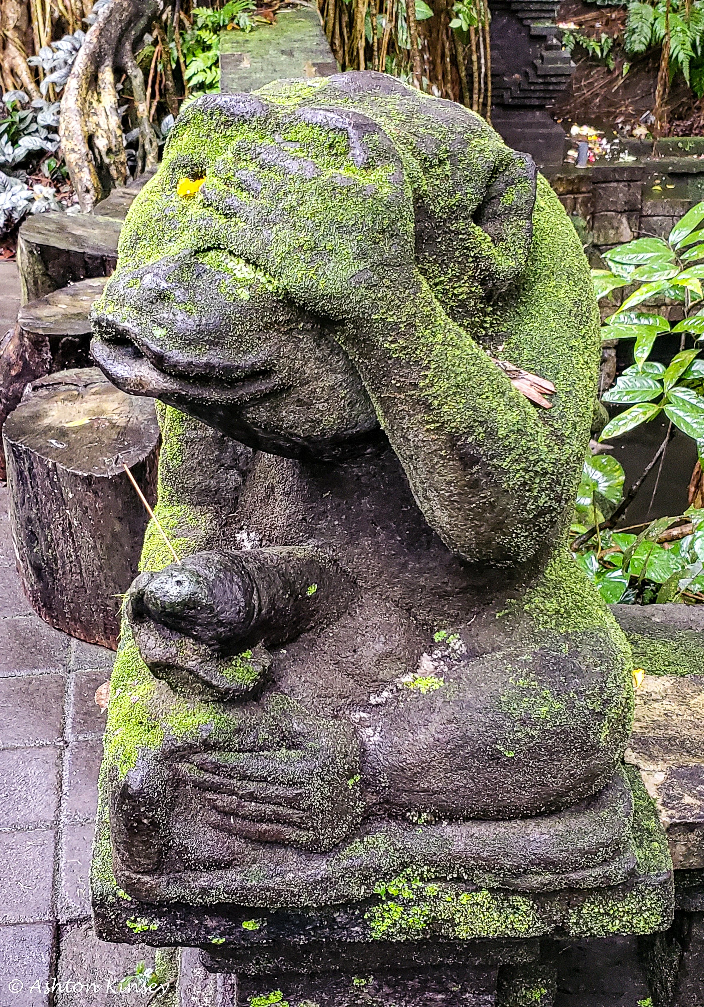 Monkey Forest-6.jpg