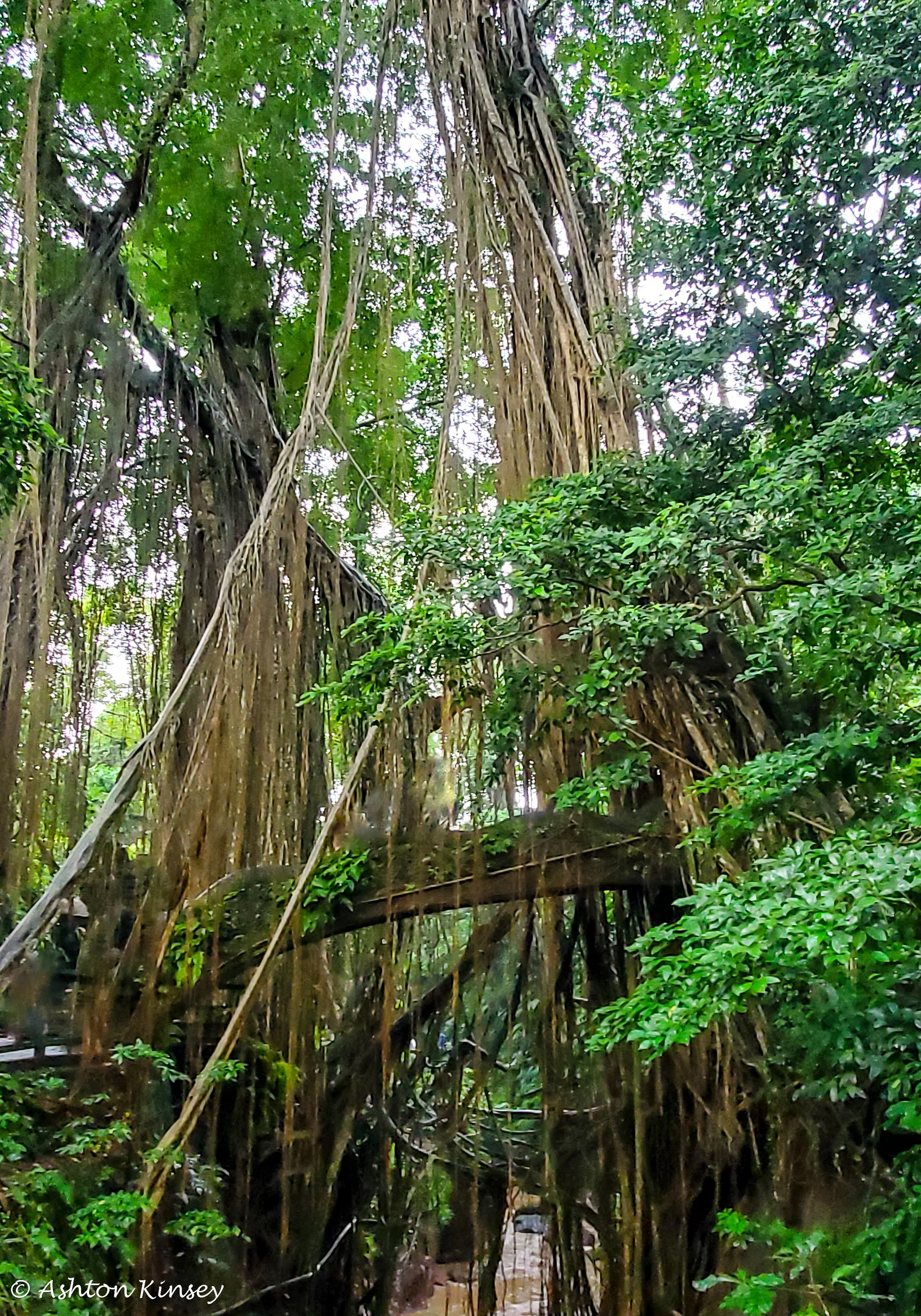 Monkey Forest-8.jpg