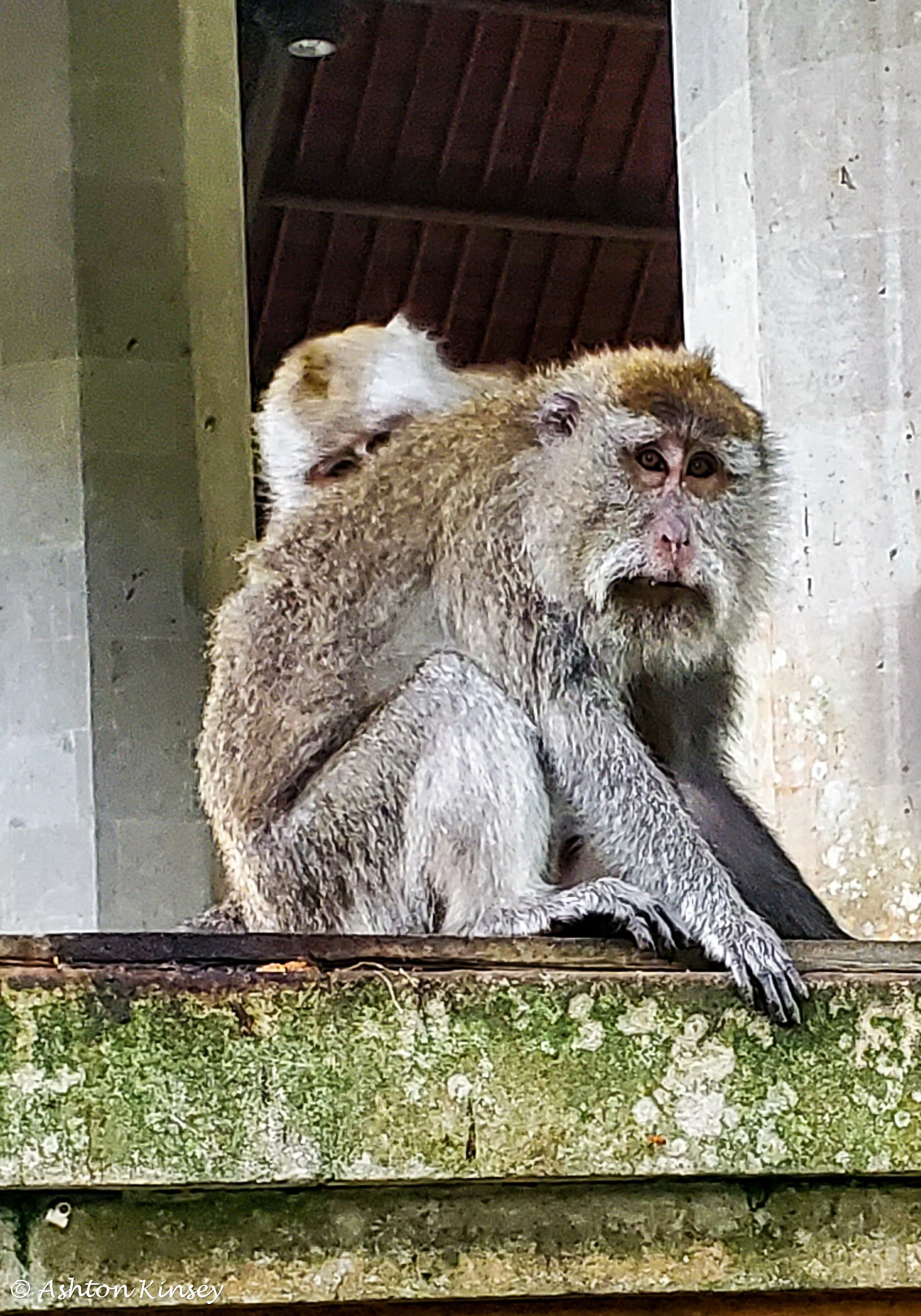 Monkey Forest-10.jpg