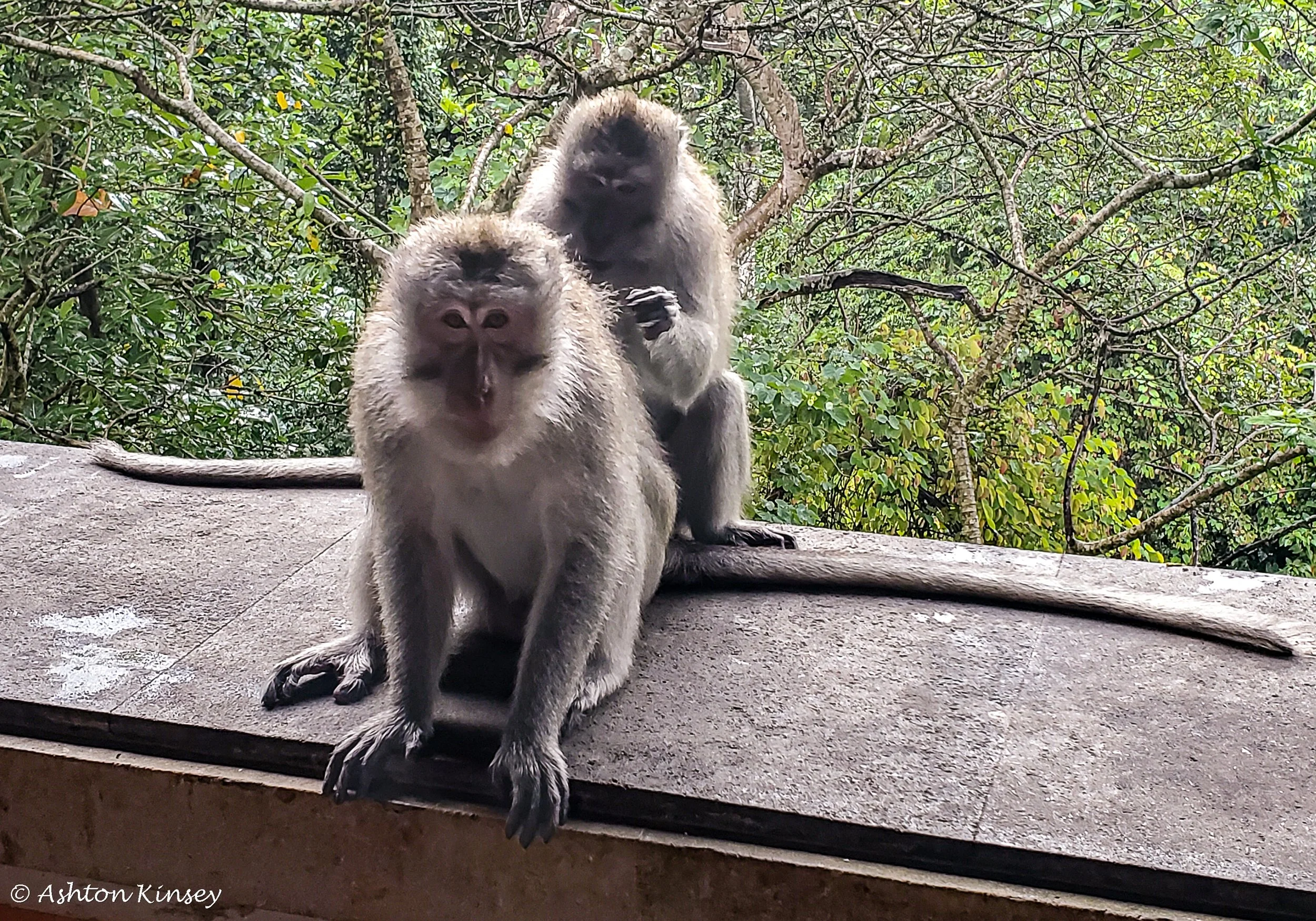 Monkey Forest-11.jpg