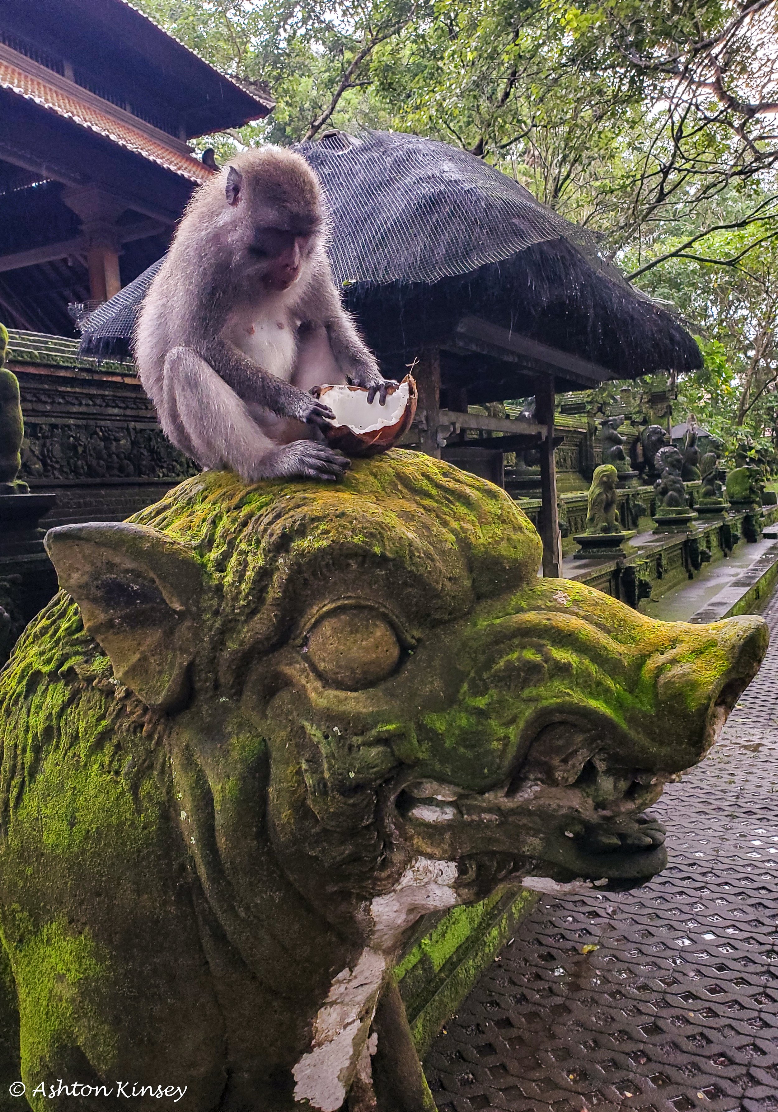 Monkey Forest-12.jpg