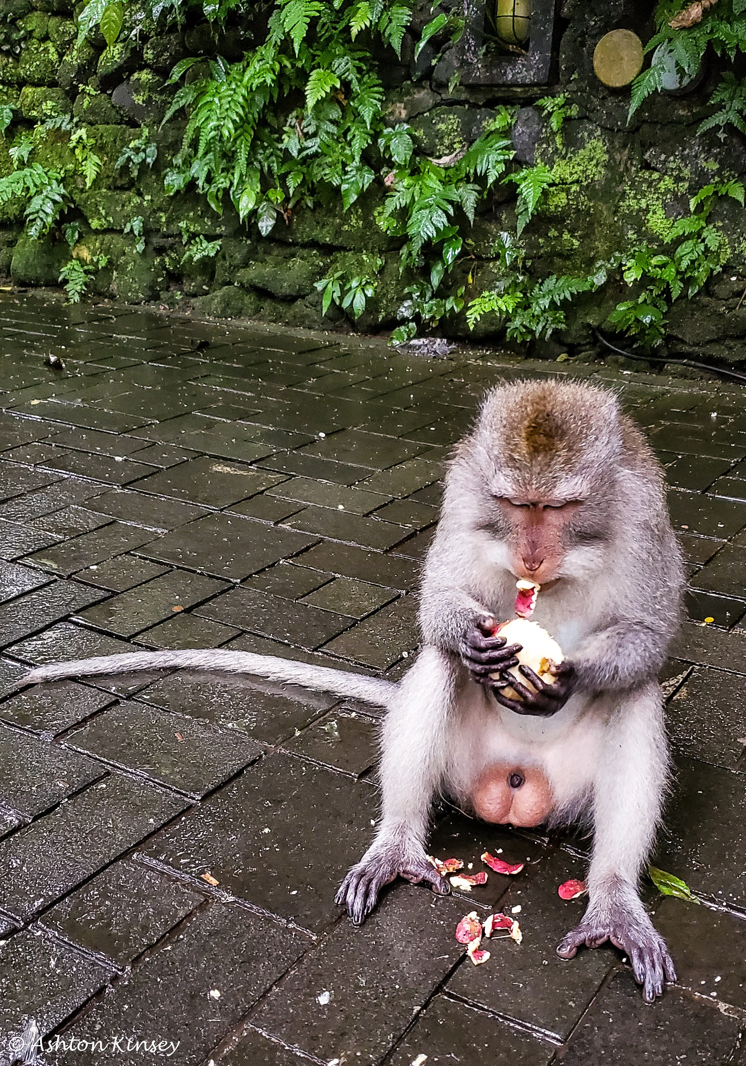 Monkey Forest-14.jpg