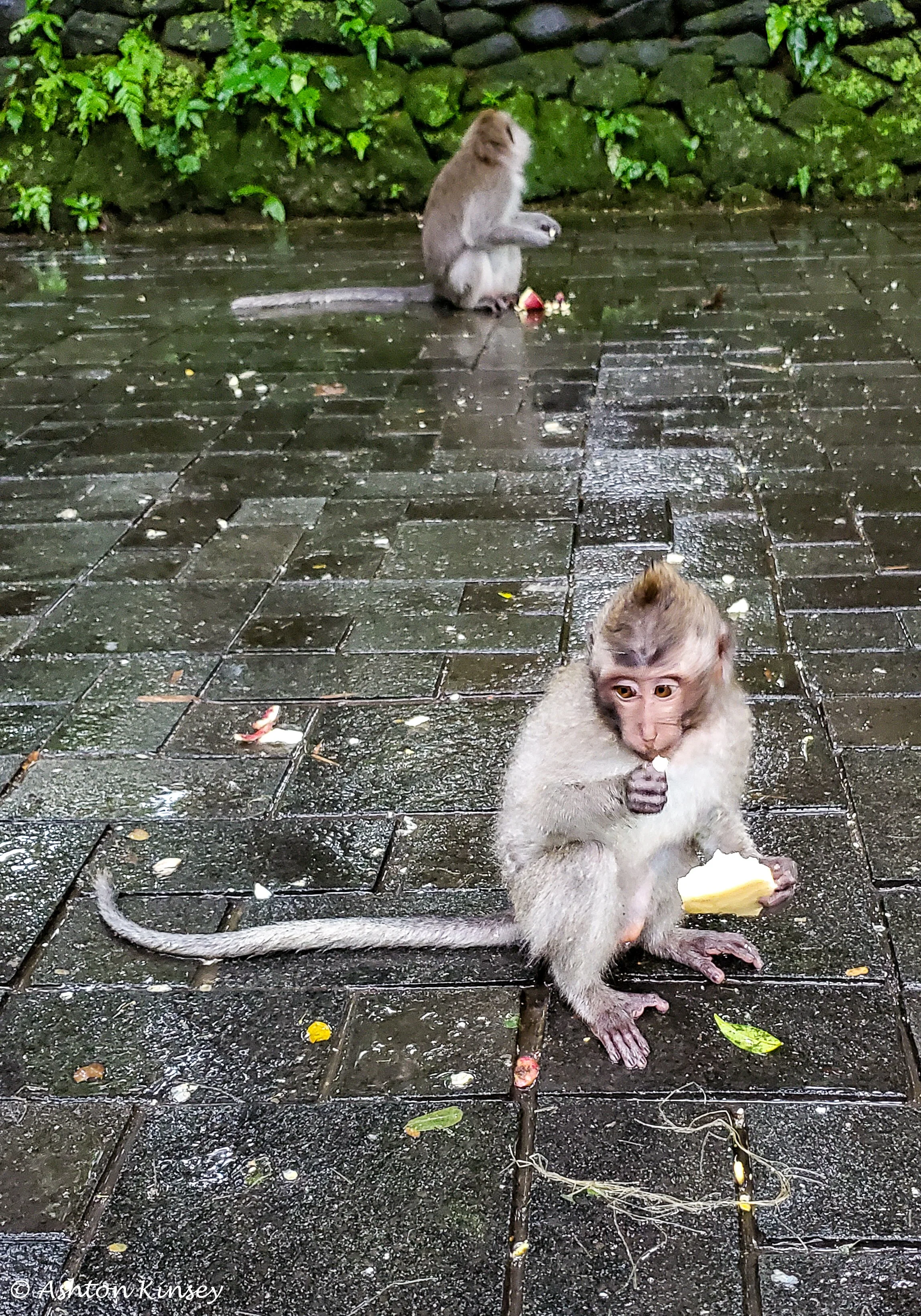 Monkey Forest-15.jpg