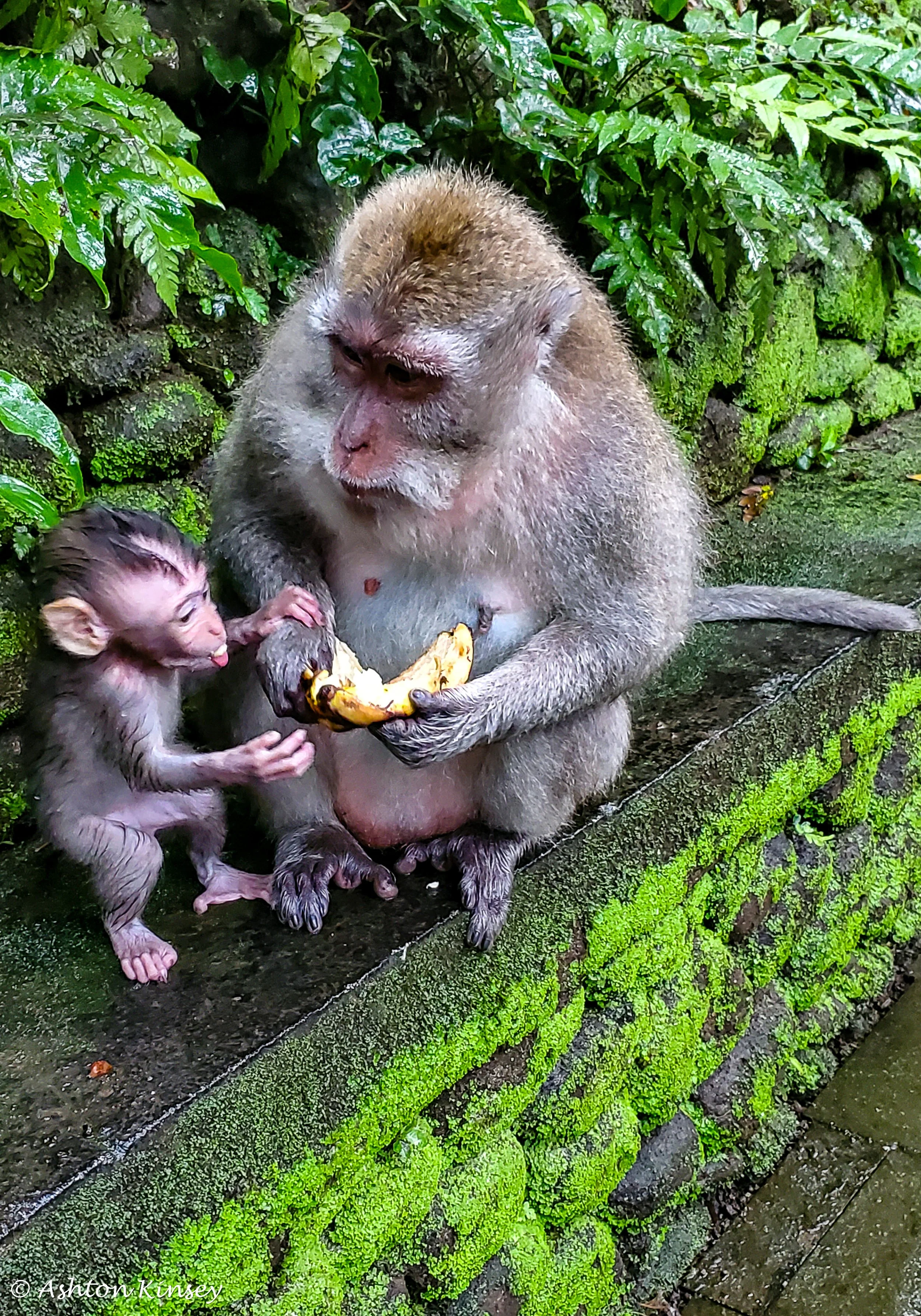 Monkey Forest-16.jpg