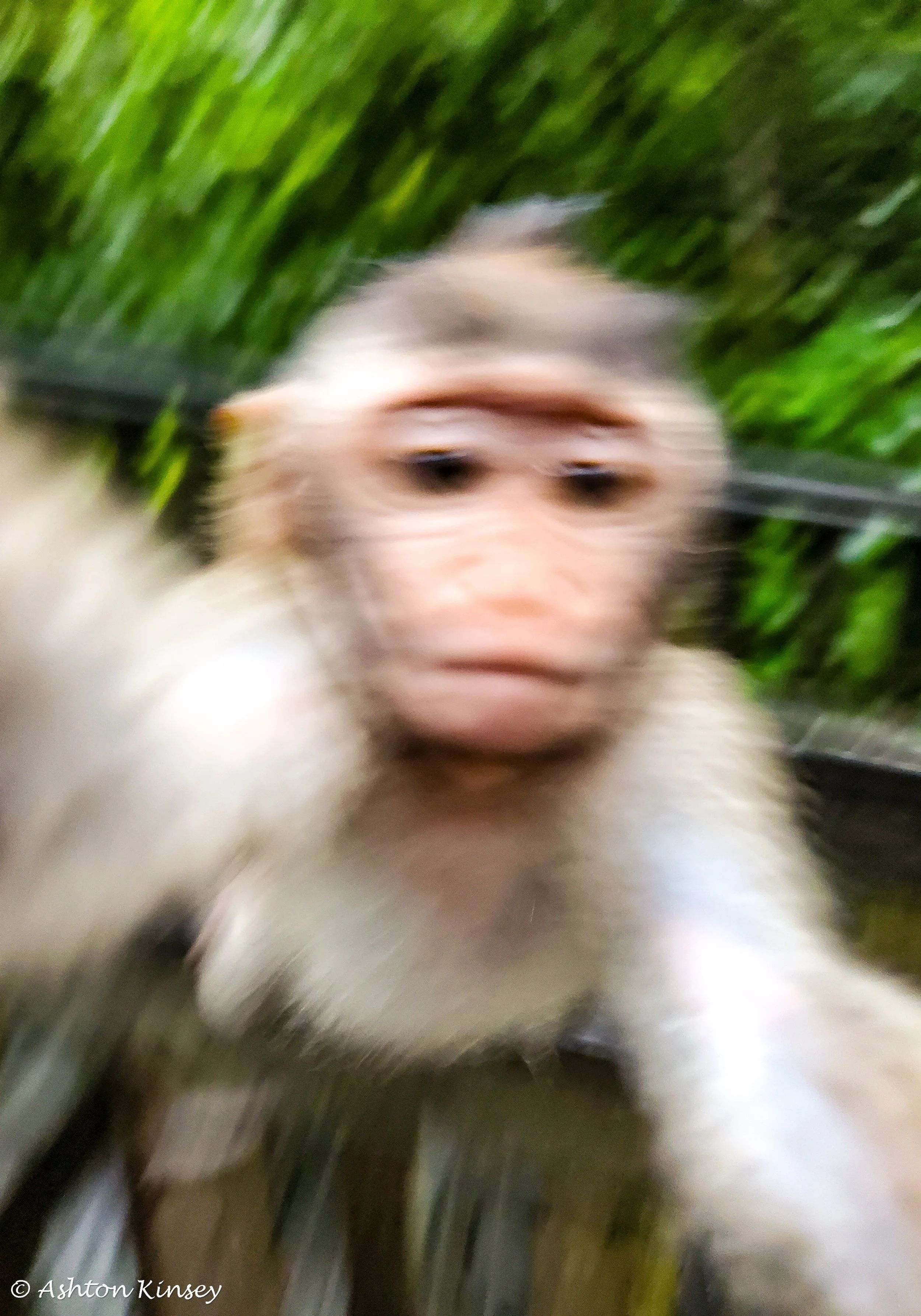 Monkey Forest-20.jpg
