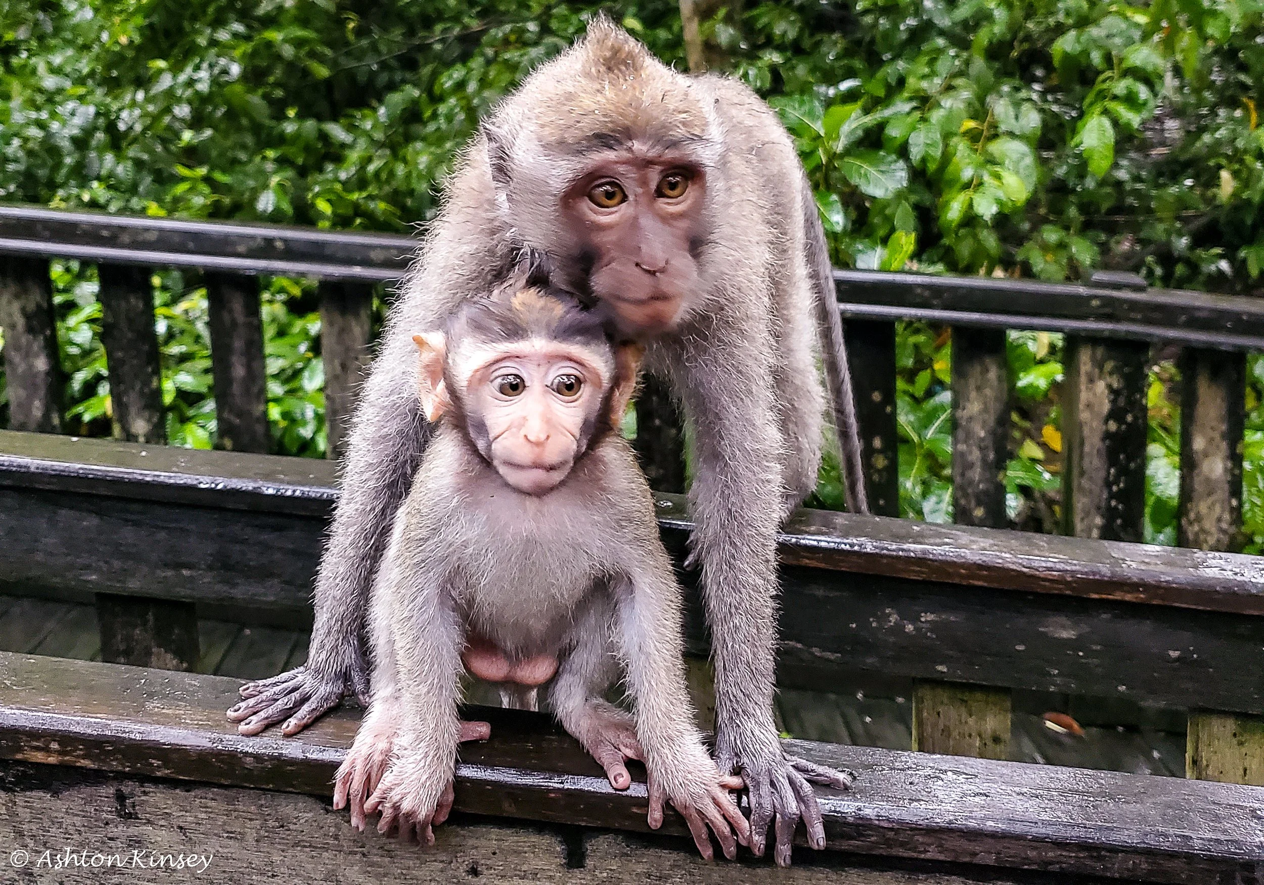 Monkey Forest-21.jpg