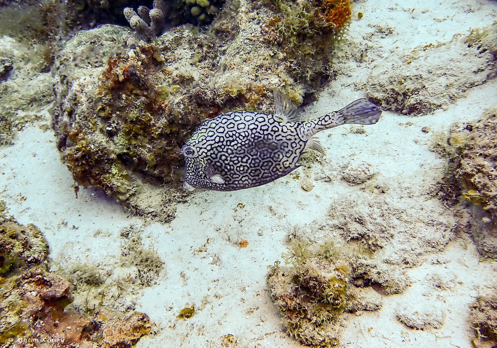 Manchineel-6.jpg