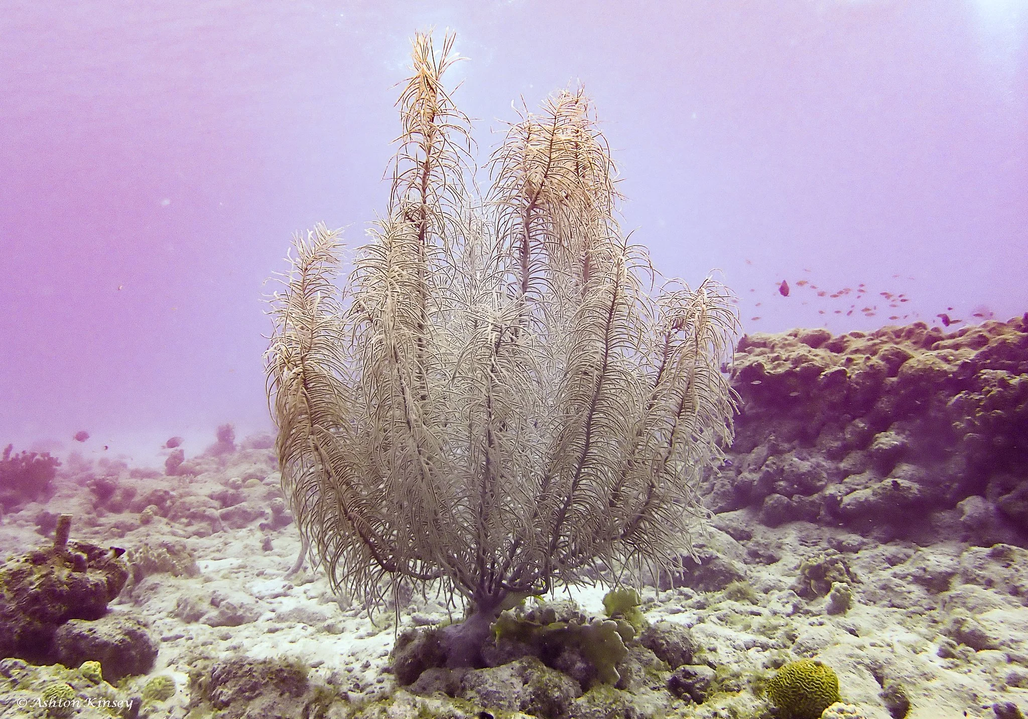 Manchineel-7.jpg