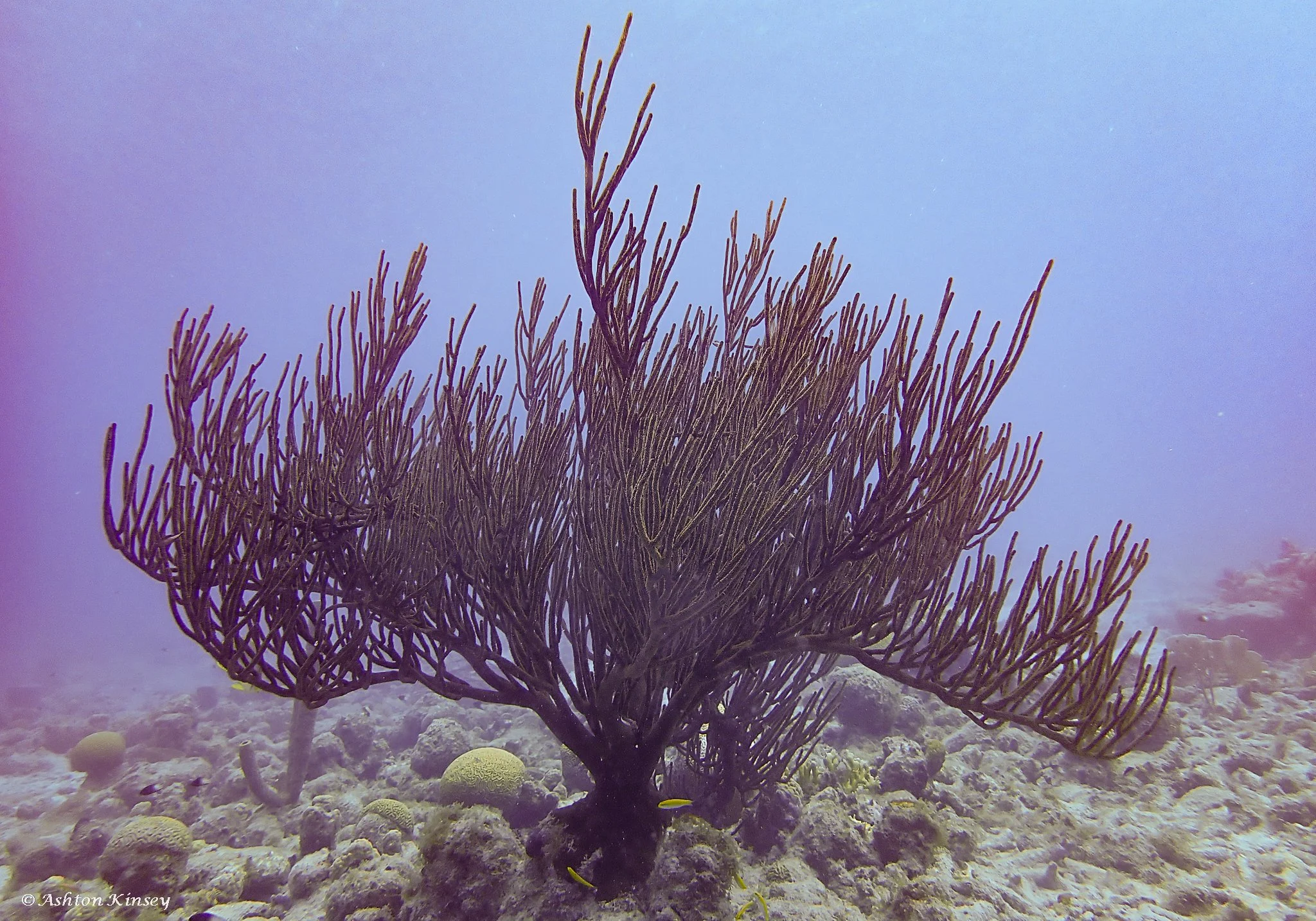 Manchineel-8.jpg