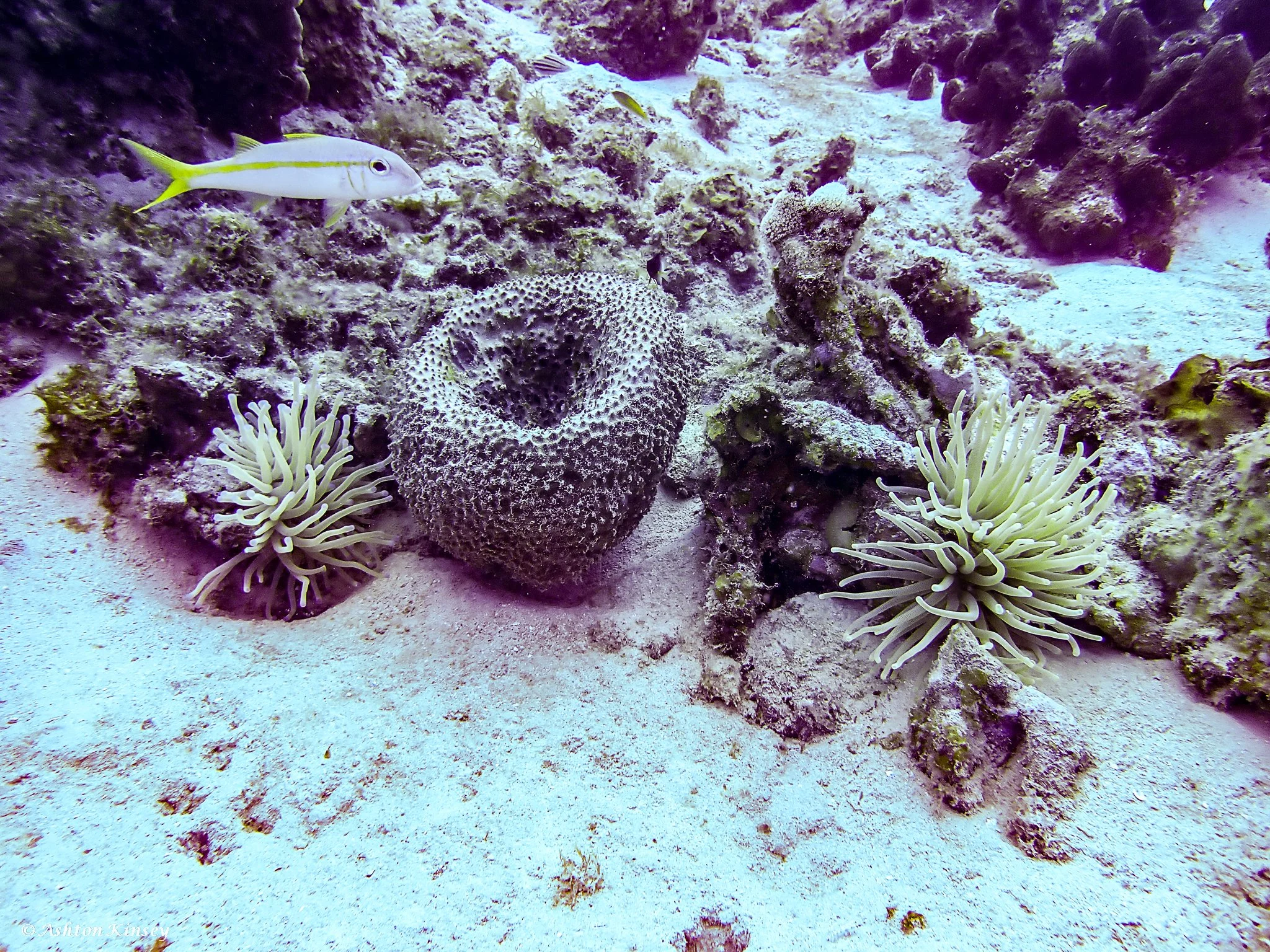 Manchineel-9.jpg