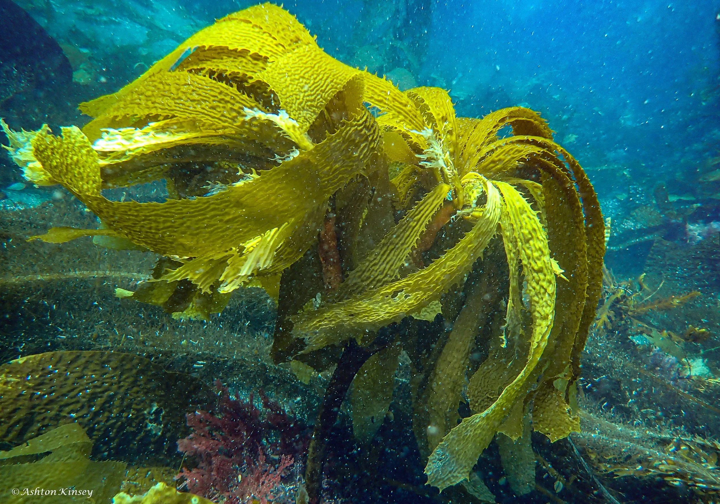 Anacapa -5.jpg