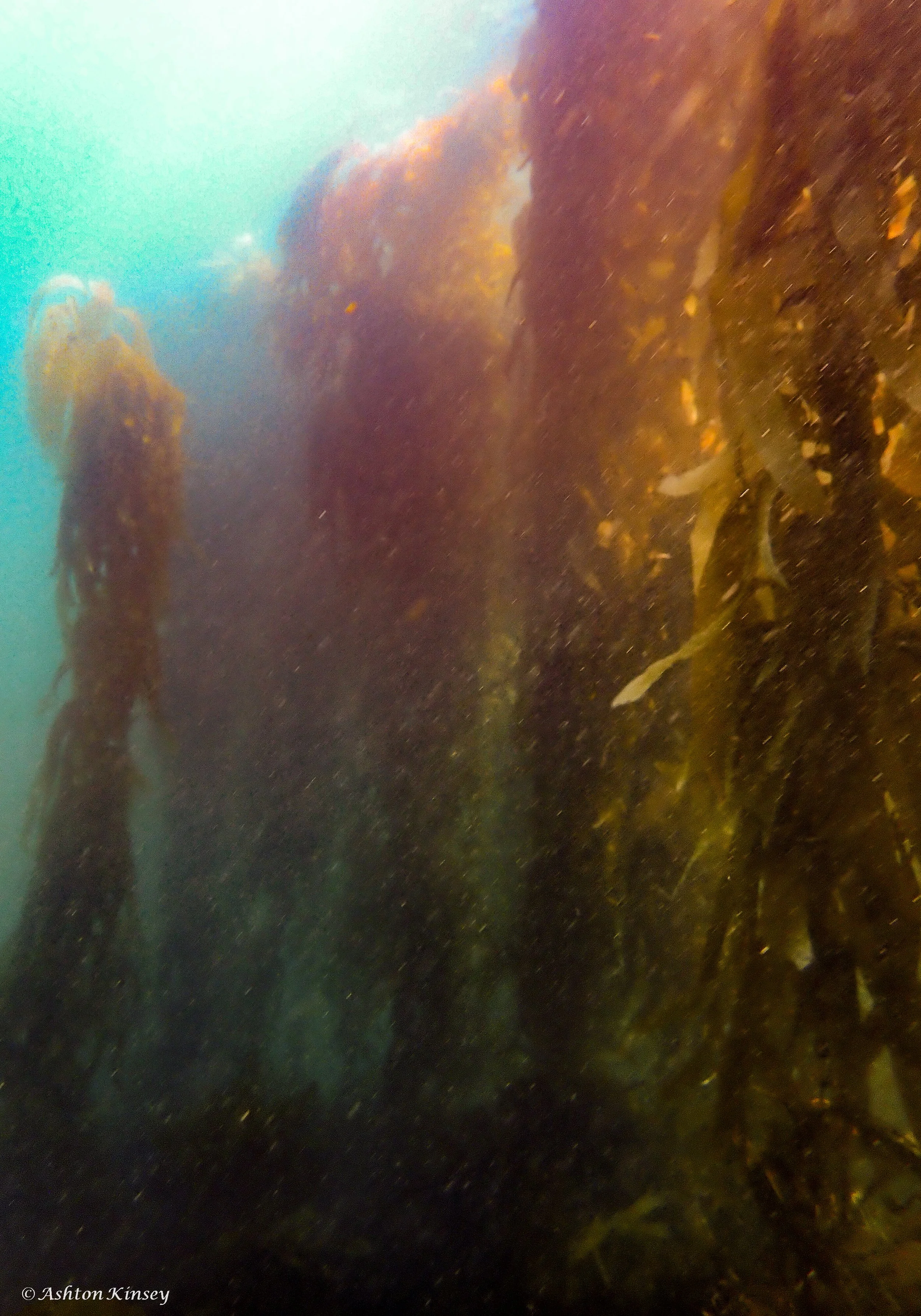 Anacapa -7.jpg