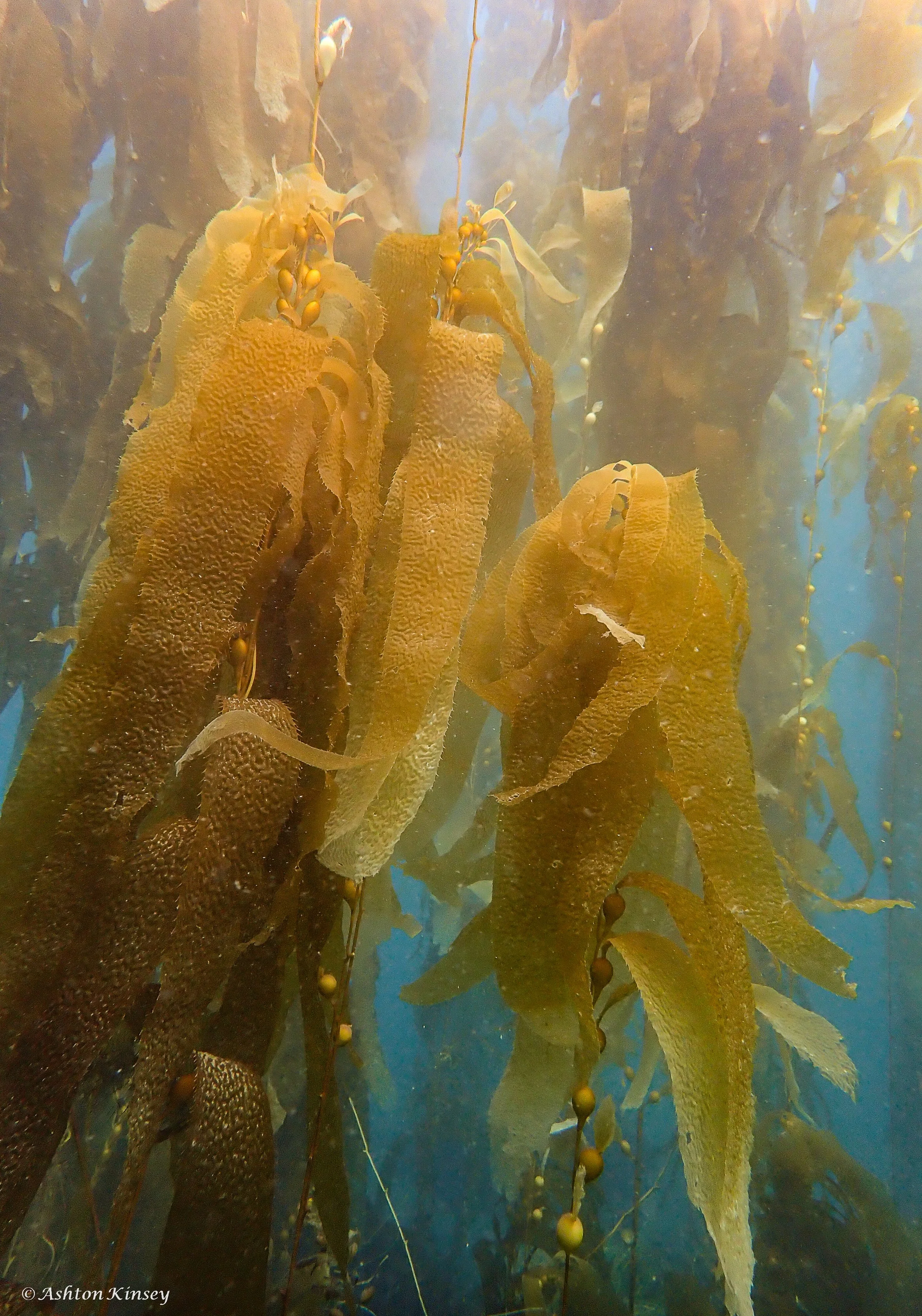 Anacapa -11.jpg