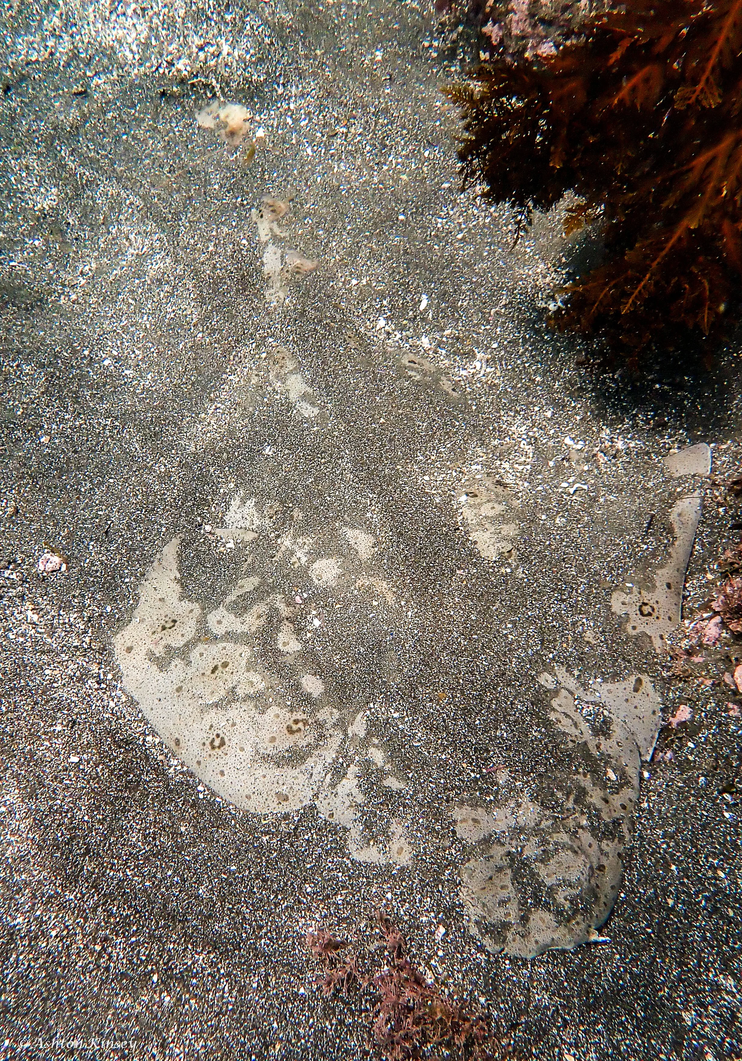 Cat Rock-3.jpg
