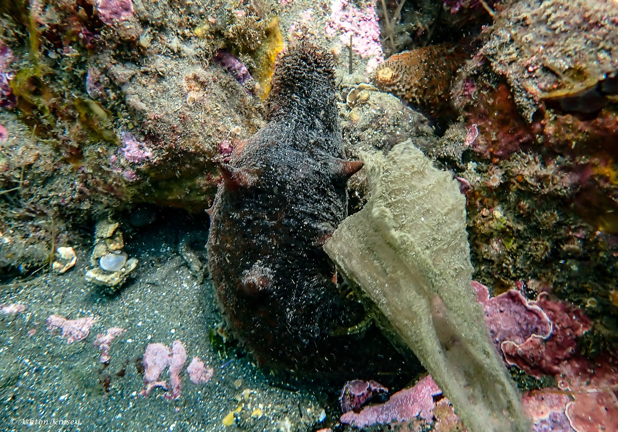 Cat Rock-7.jpg