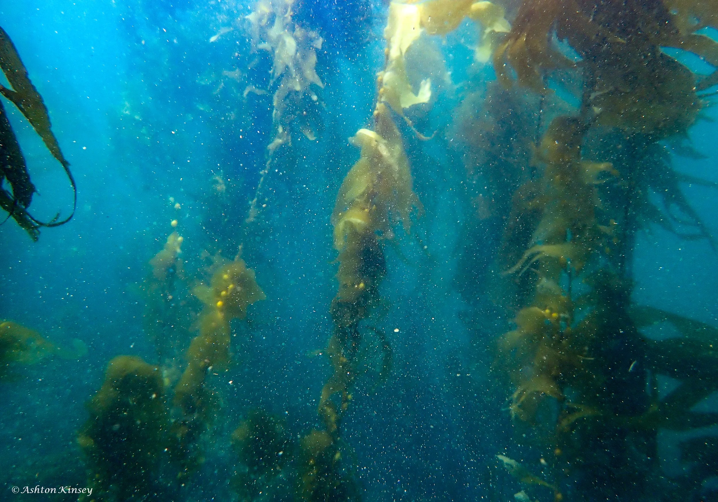 California: Anacapa Island 