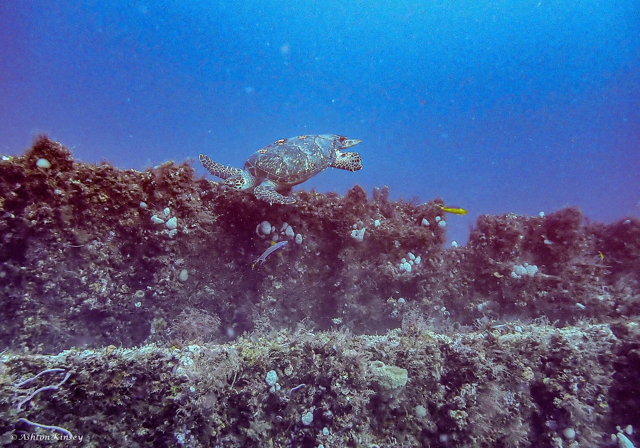 Wreck Corridor-2.jpg