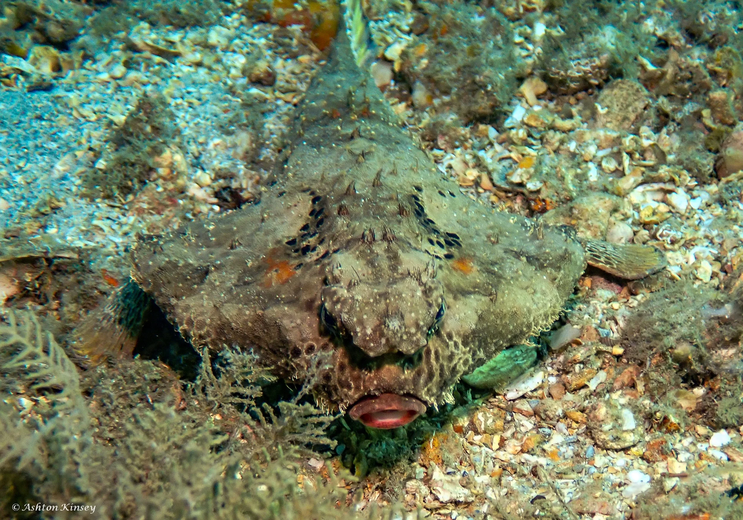 BHB-2.jpg