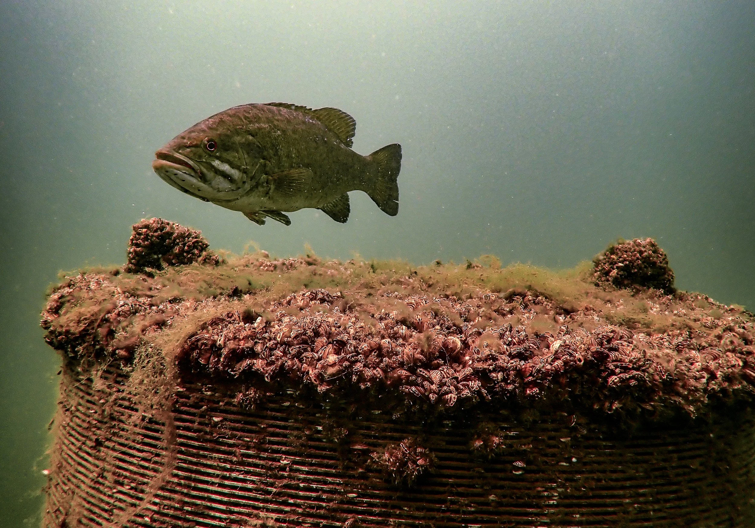 Lake Okoboji-2.jpg