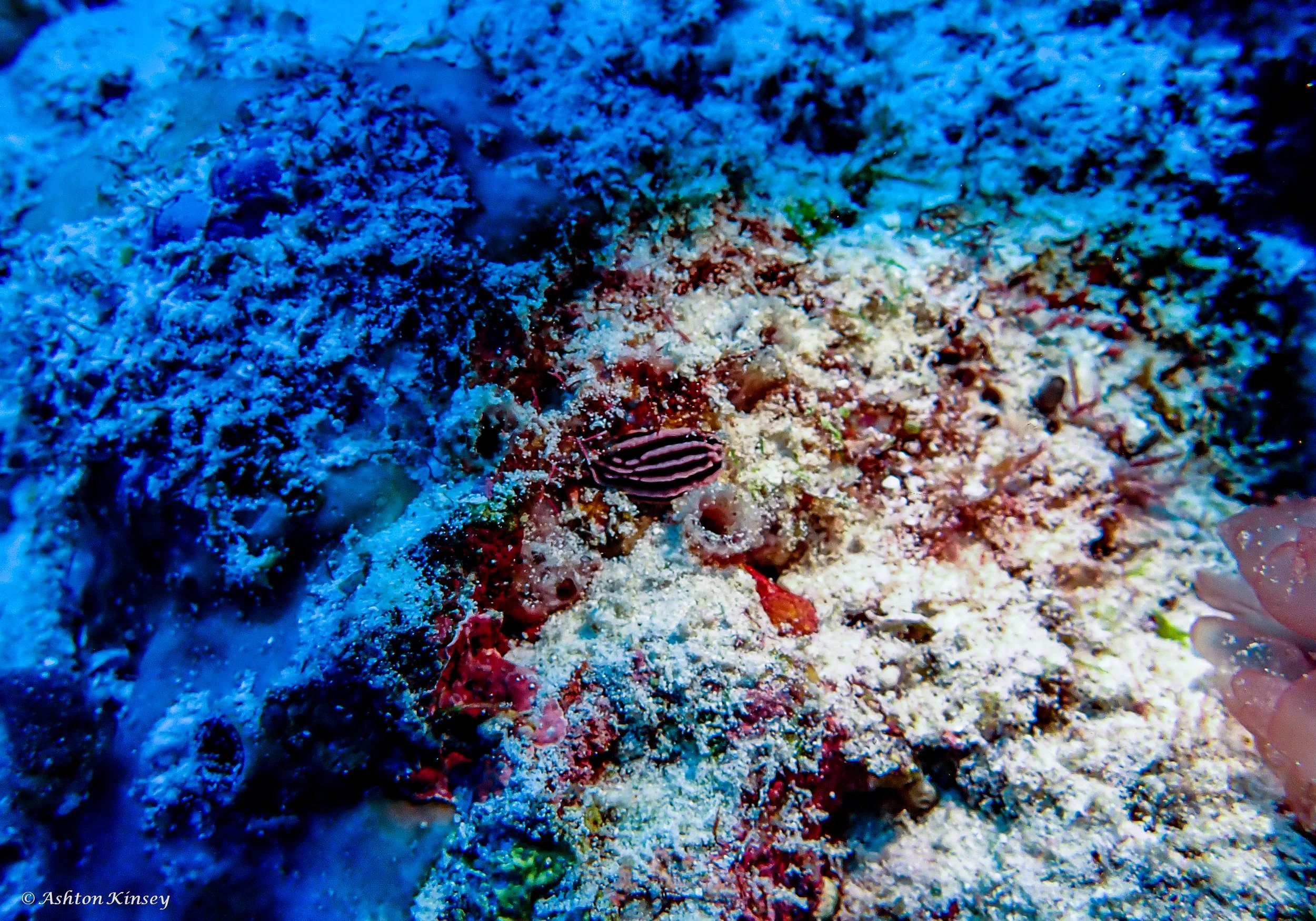 Maldives-3.jpg