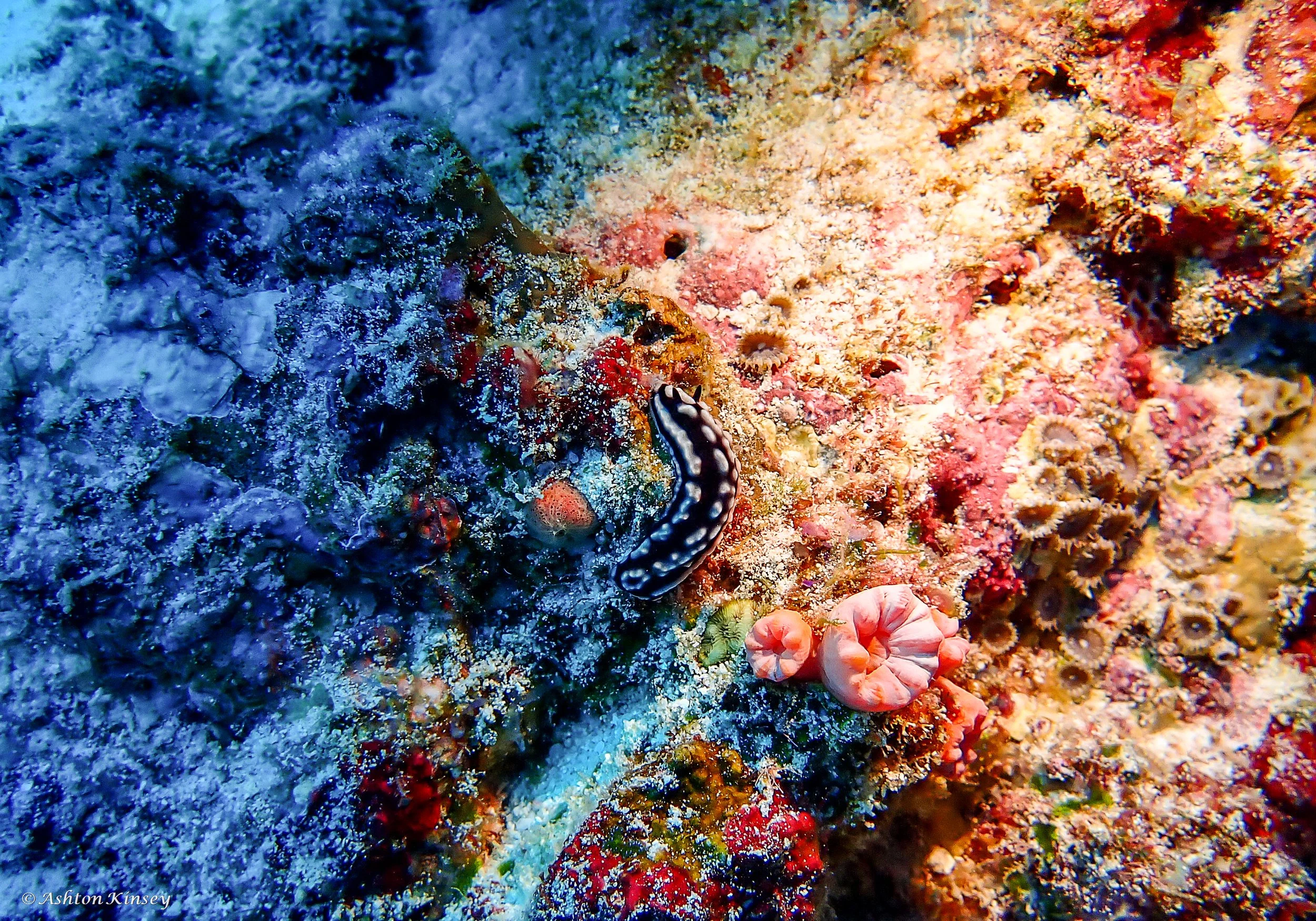 Maldives-4.jpg