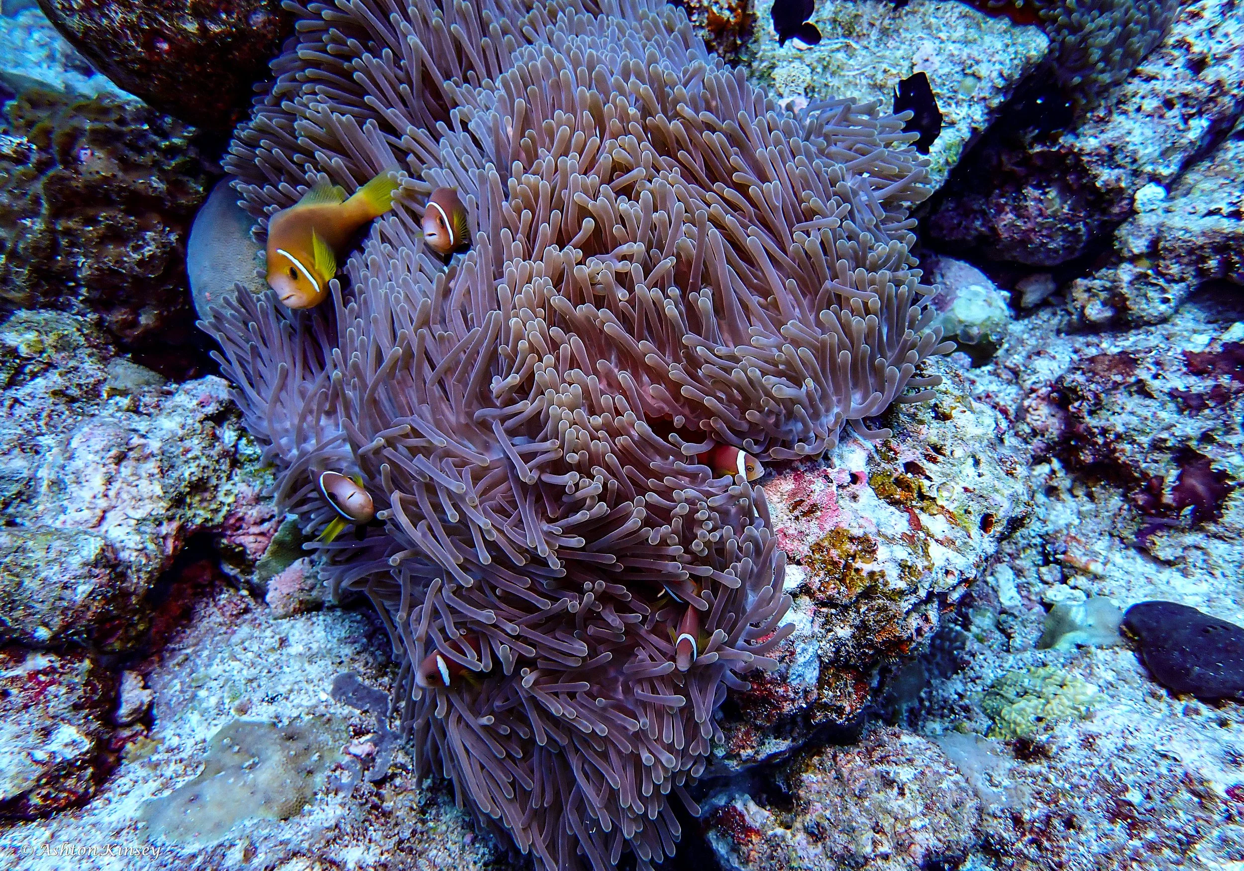 Maldives-6.jpg