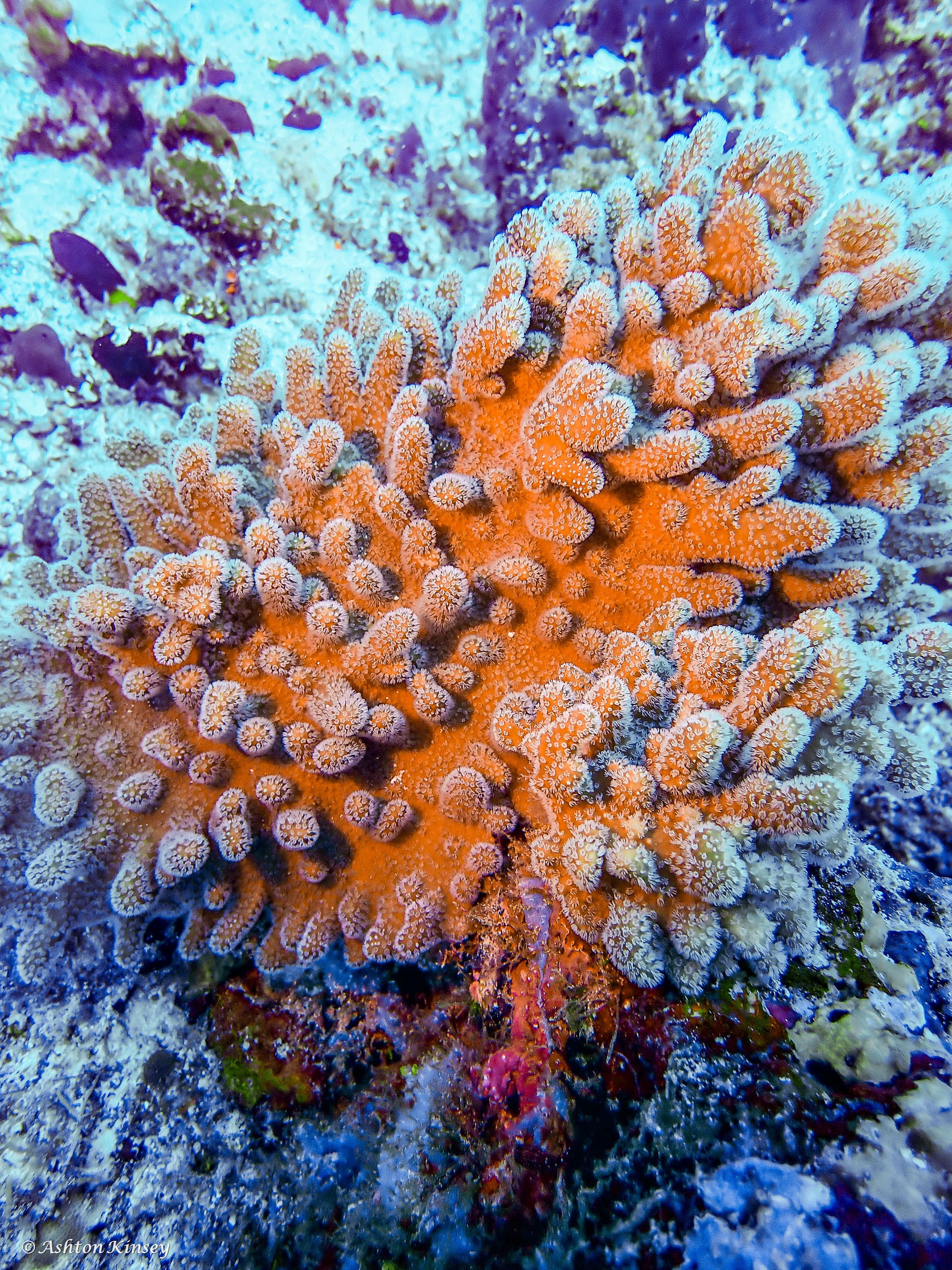 Maldives-5.jpg