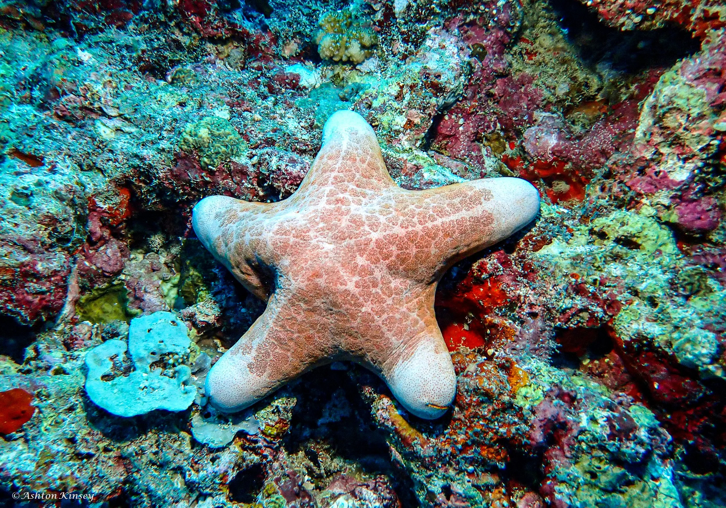 Maldives-7.jpg