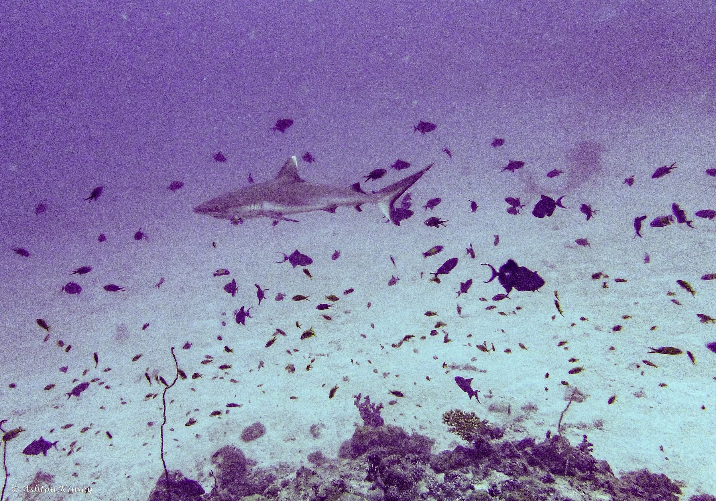 Maldives-9.jpg