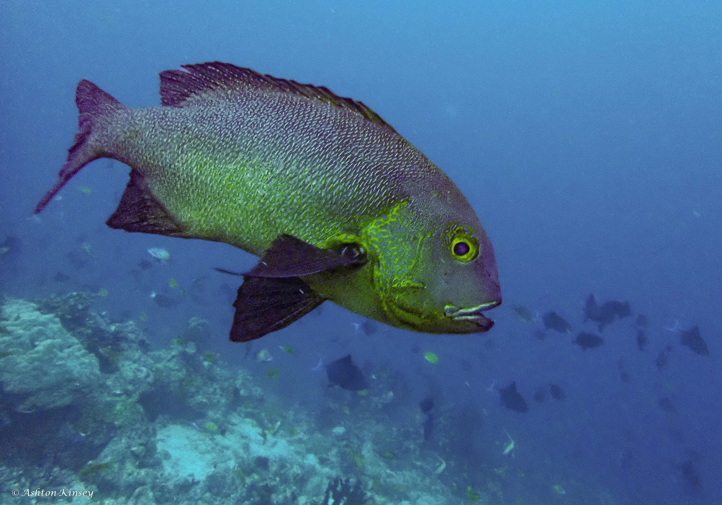Maldives-11.jpg