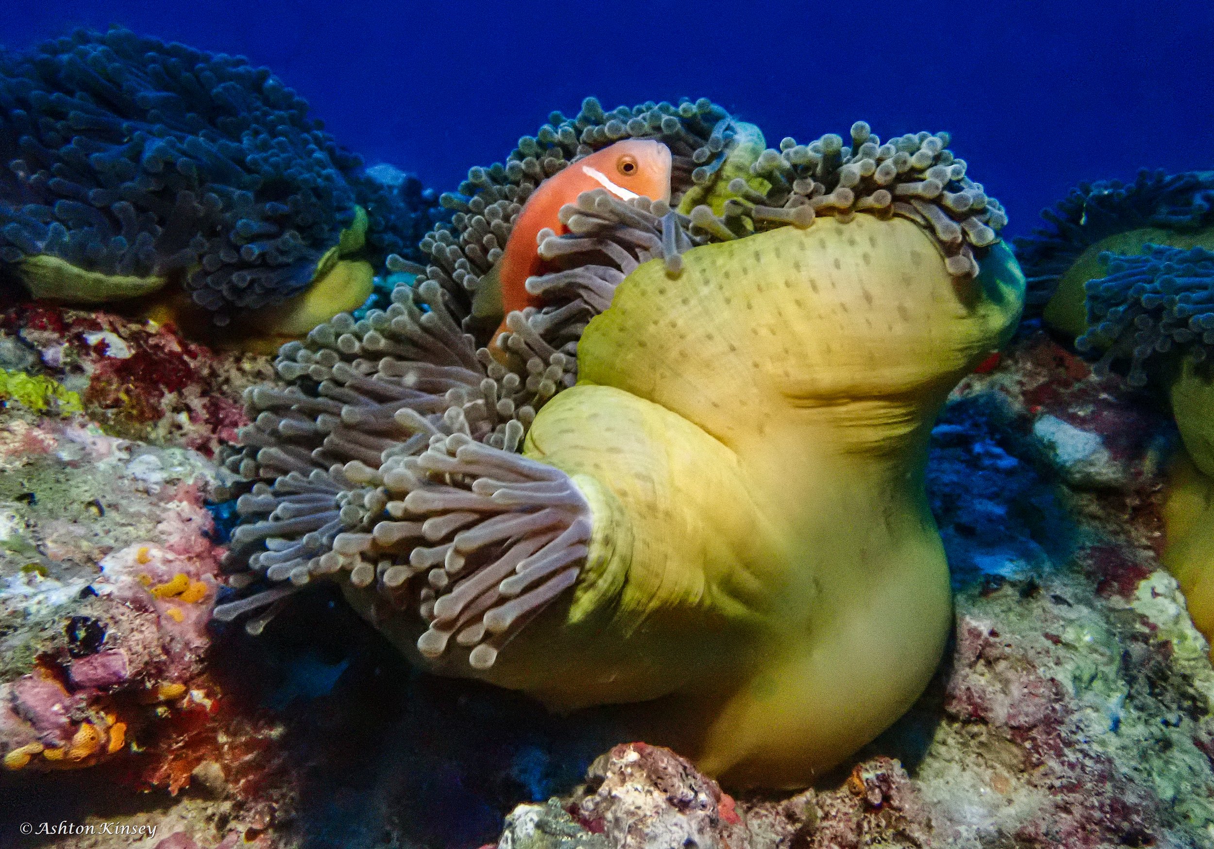 Maldives-12.jpg