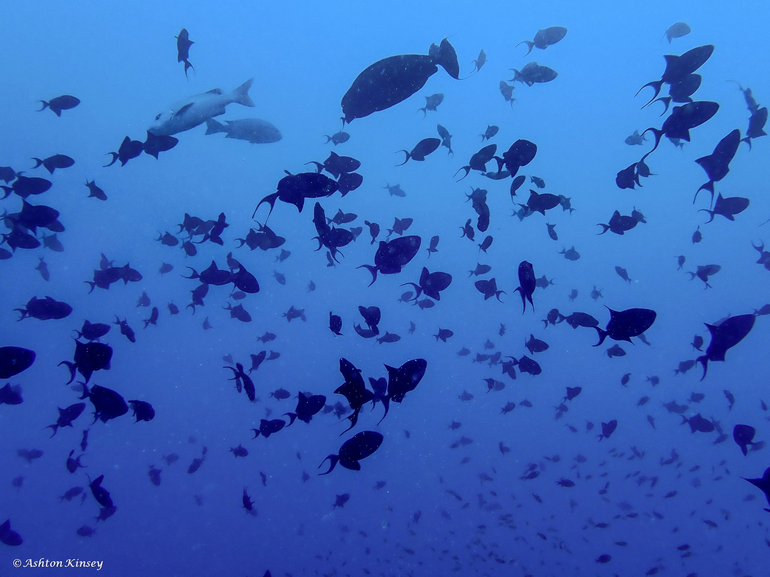 Maldives-14.jpg