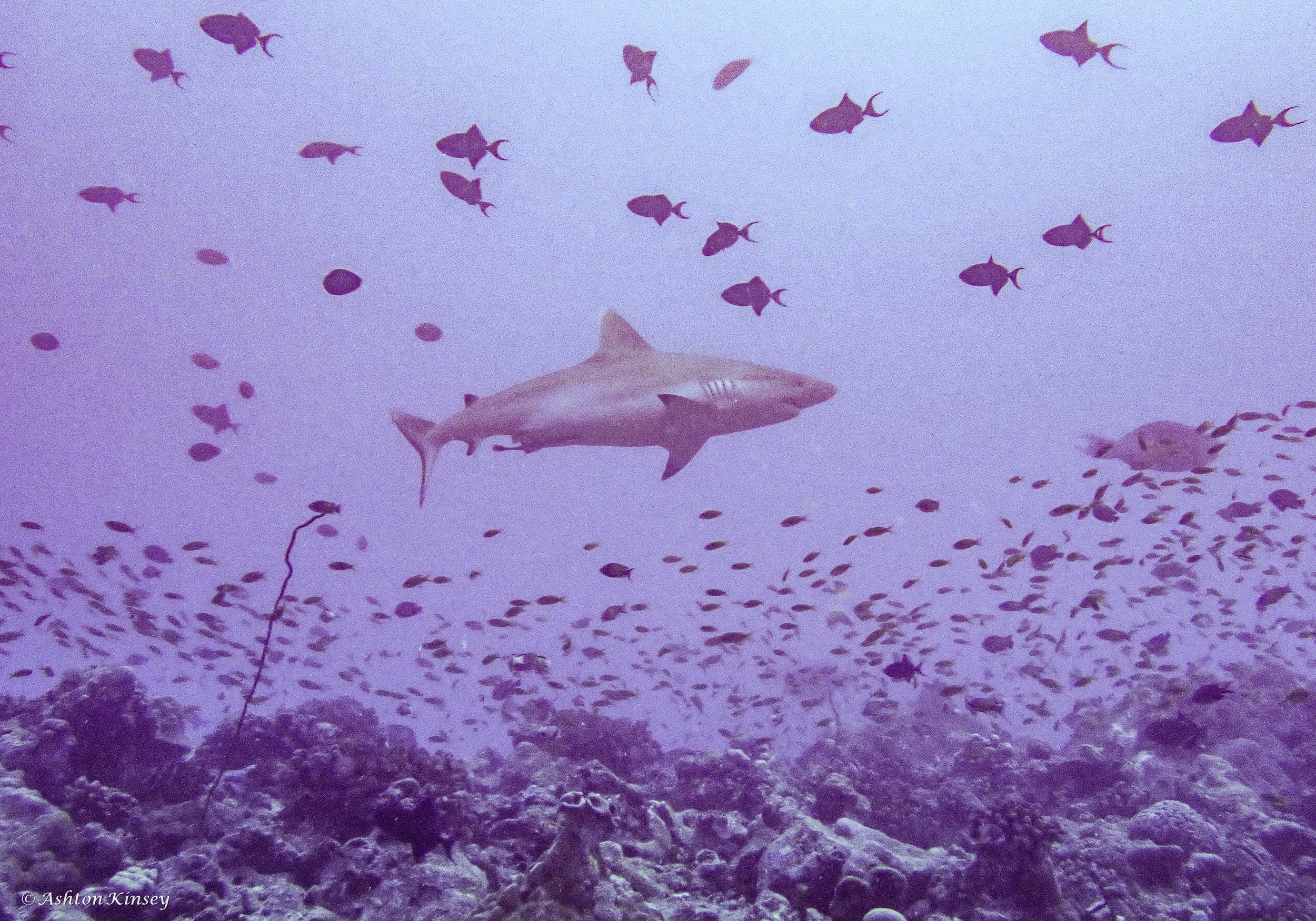 Maldives-13.jpg