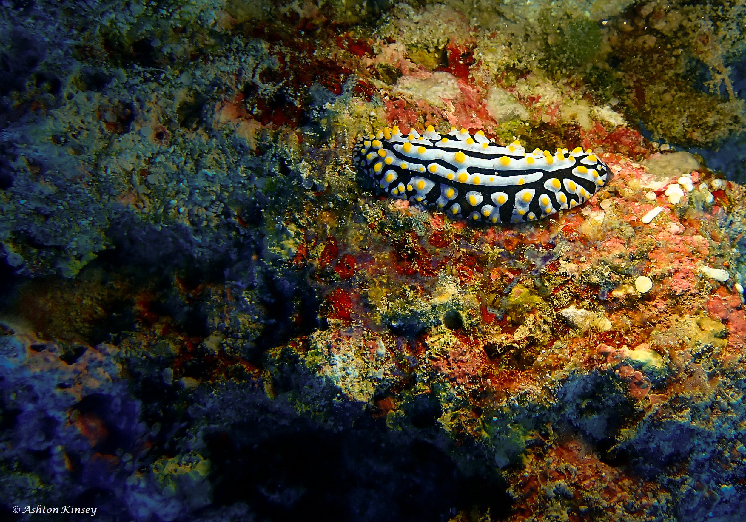 Maldives-15.jpg