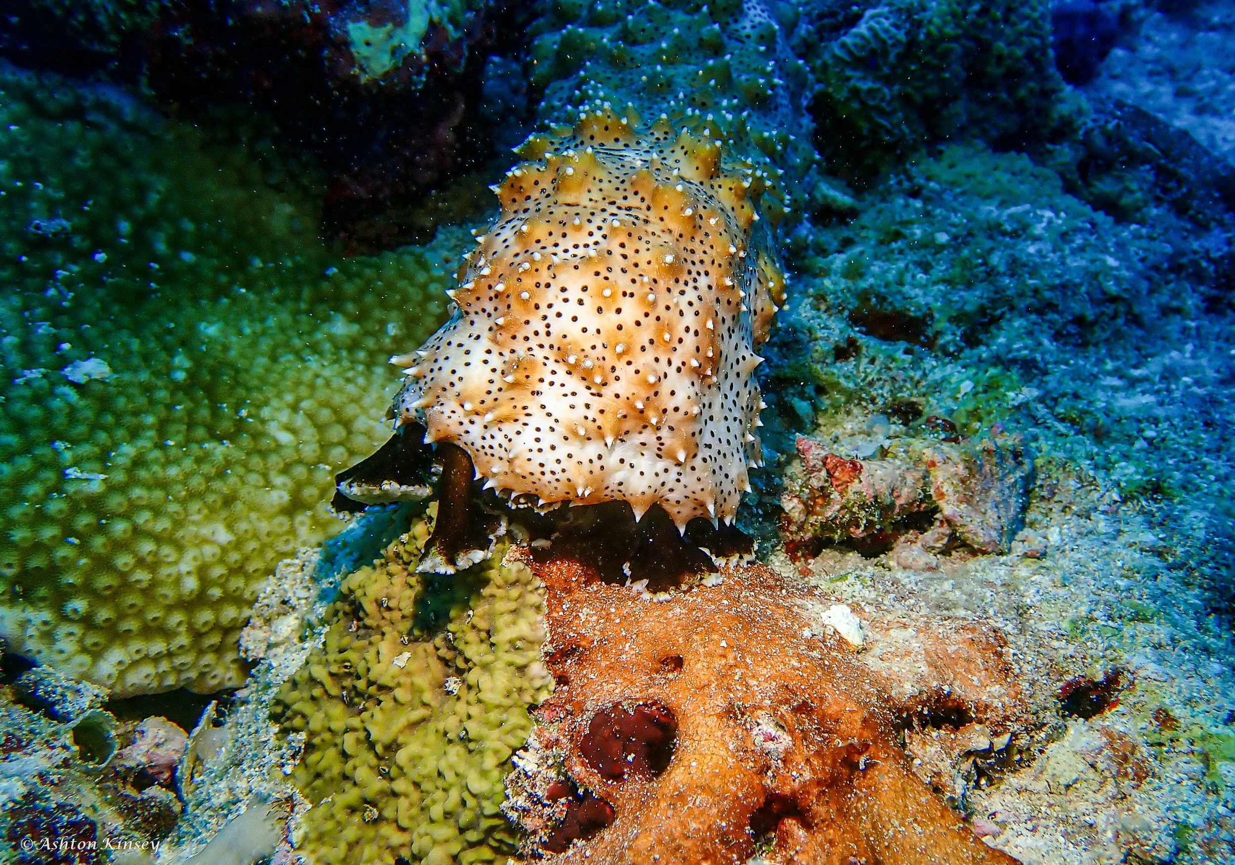 Maldives-17.jpg