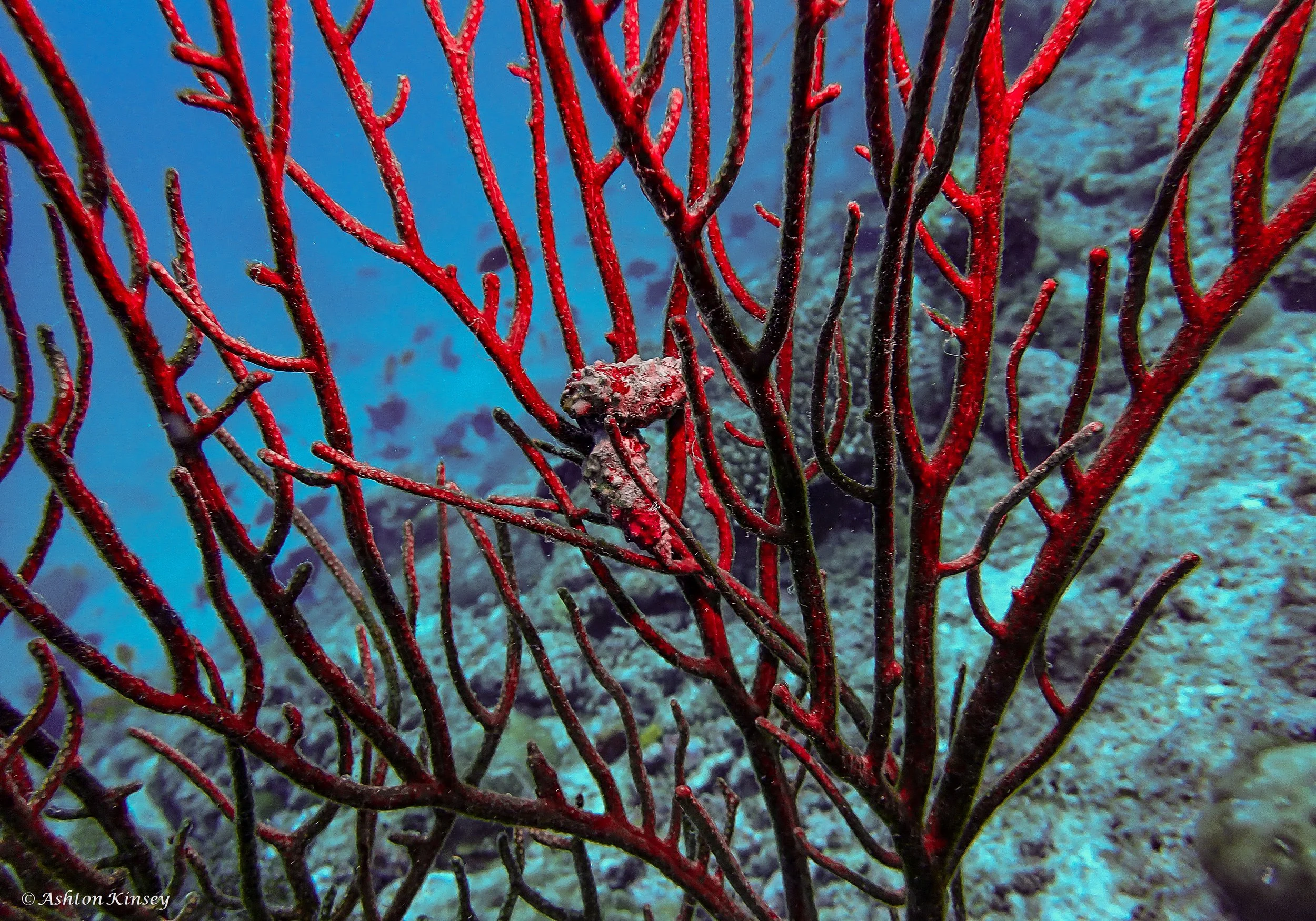 Maldives-19.jpg