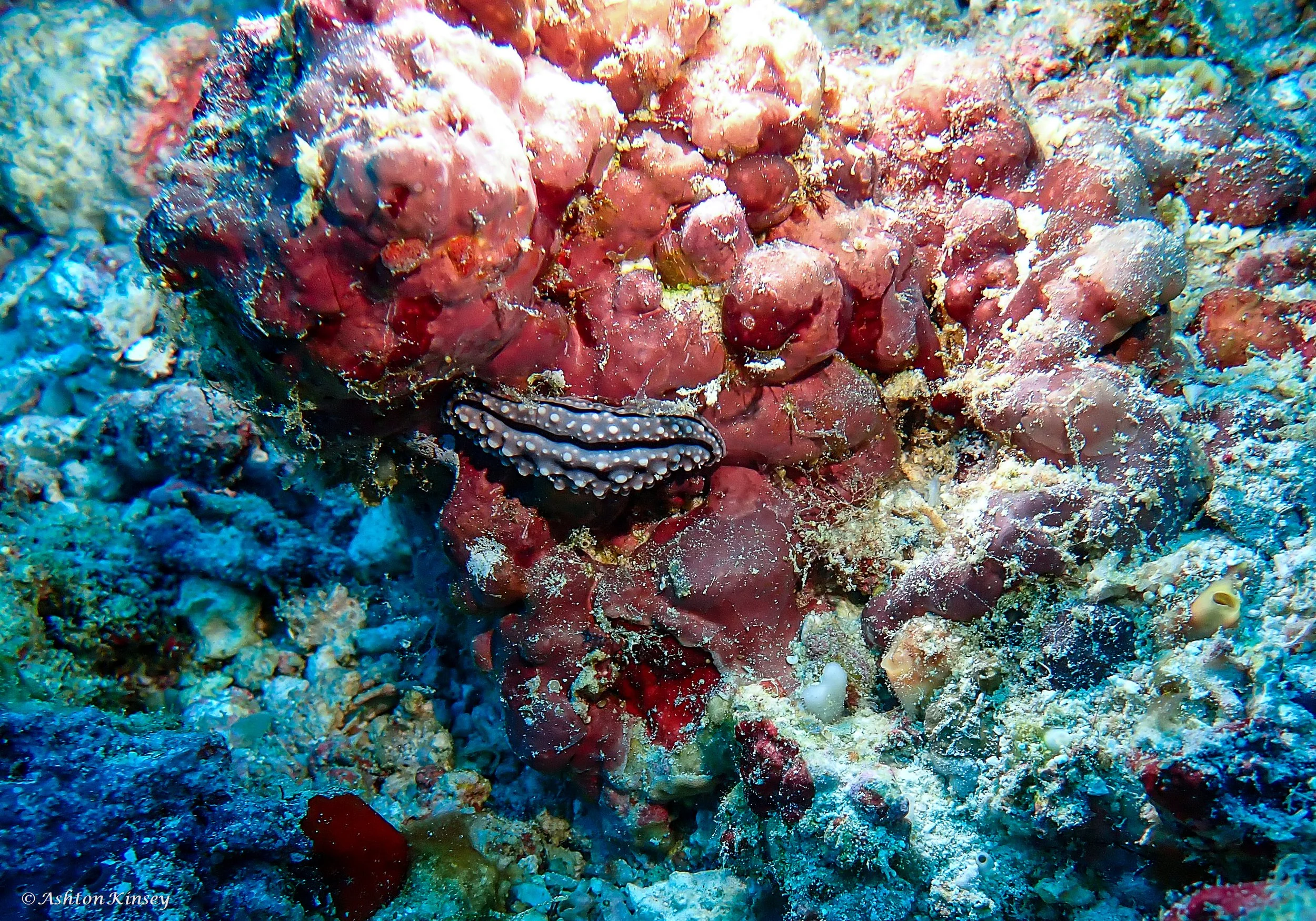 Maldives-25.jpg