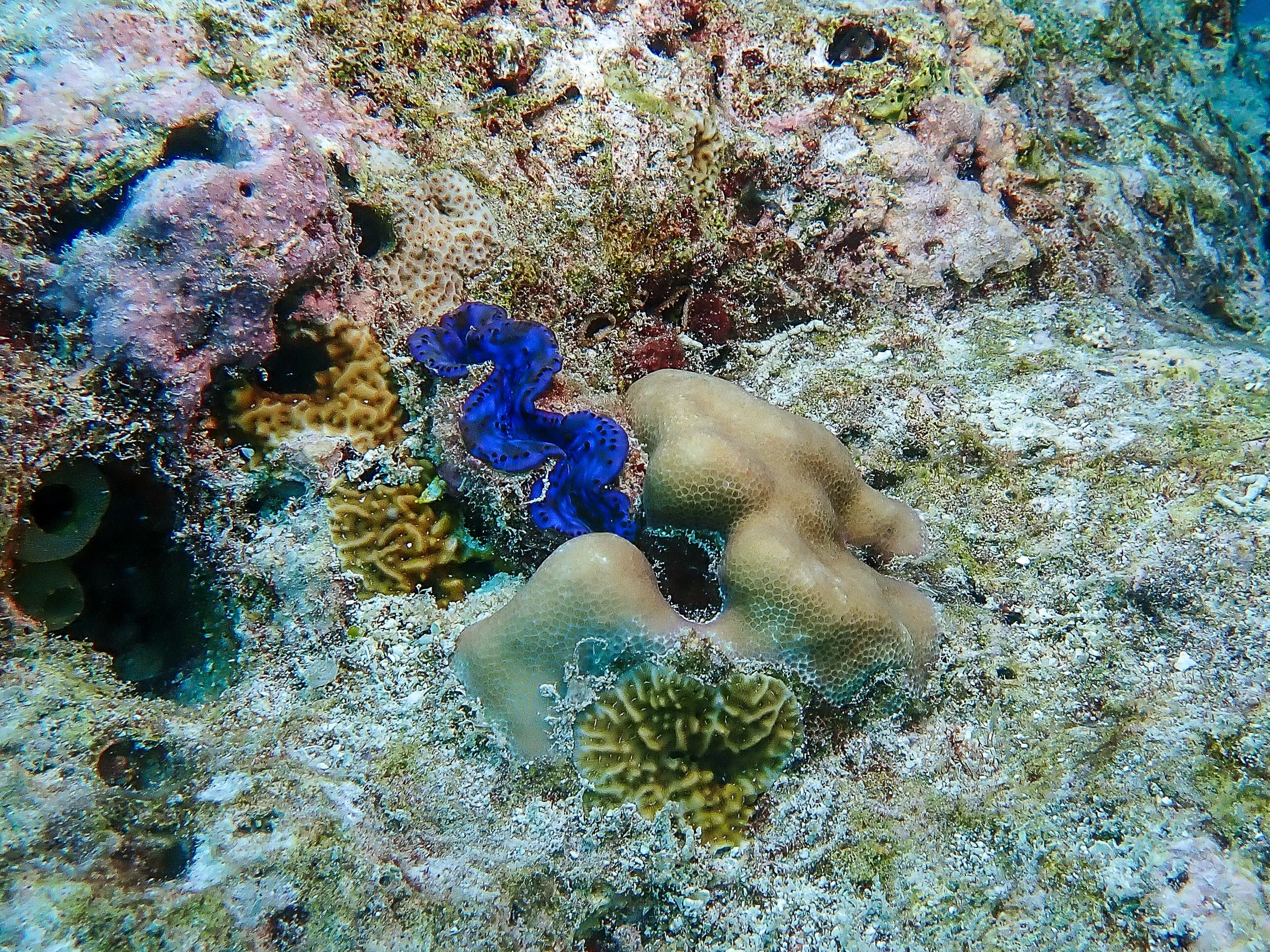 Kuramathi-1.jpg