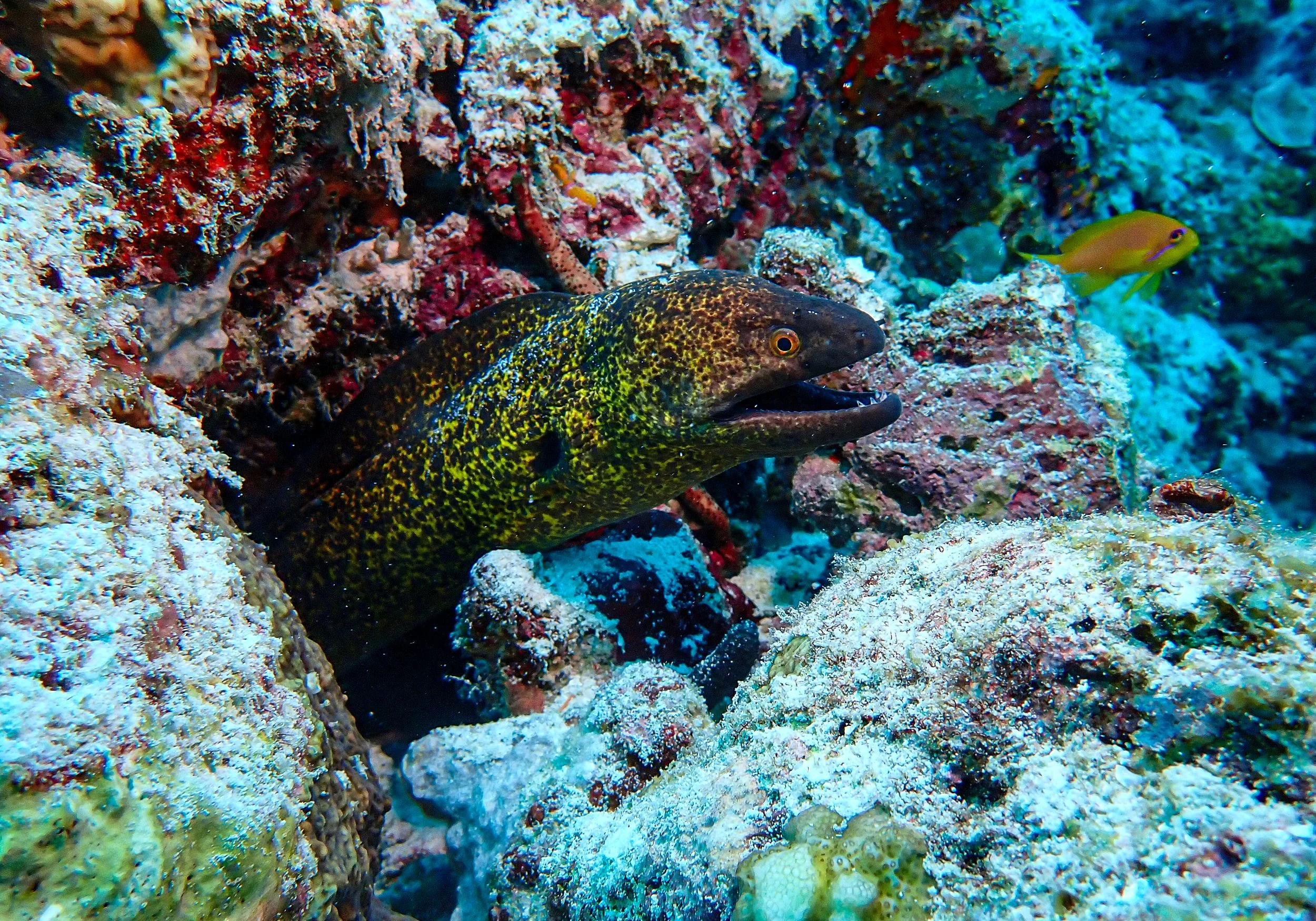 Kuramathi-2.jpg