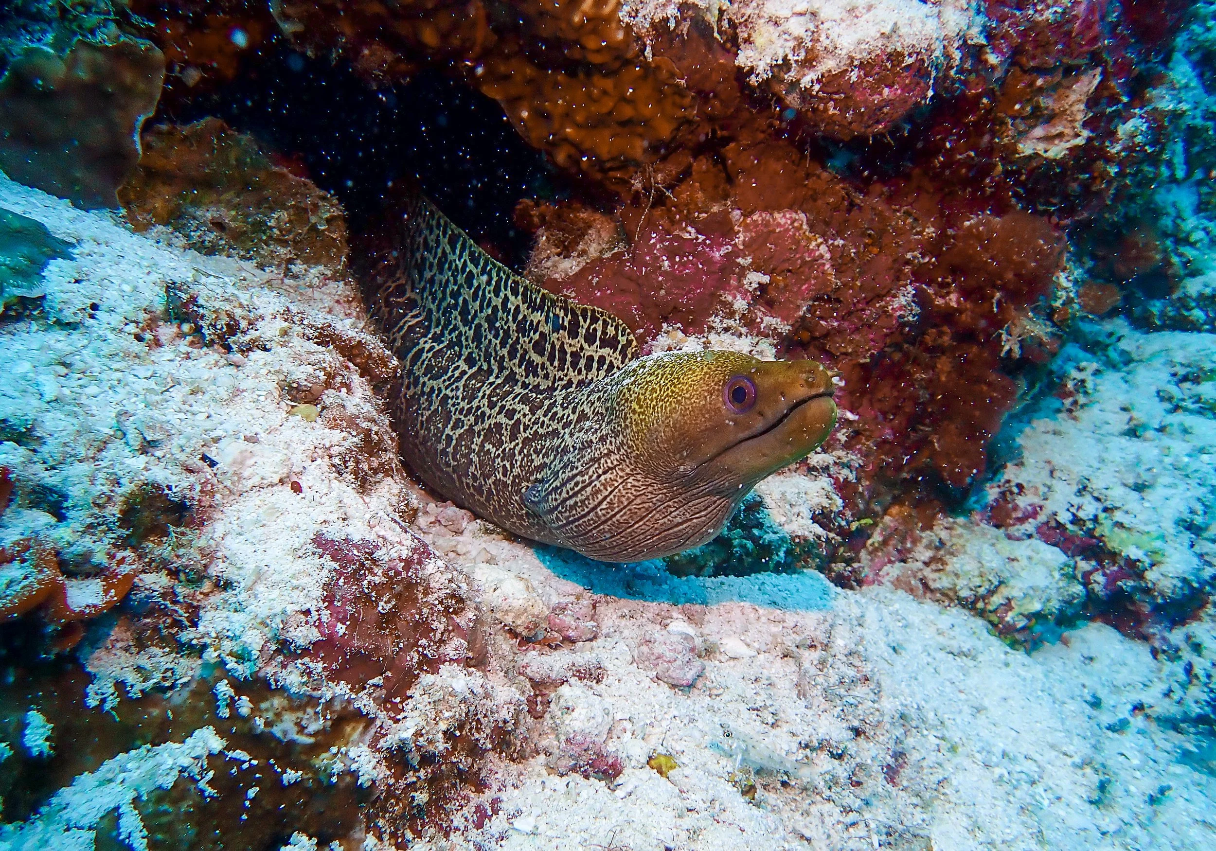 Kuramathi-3.jpg