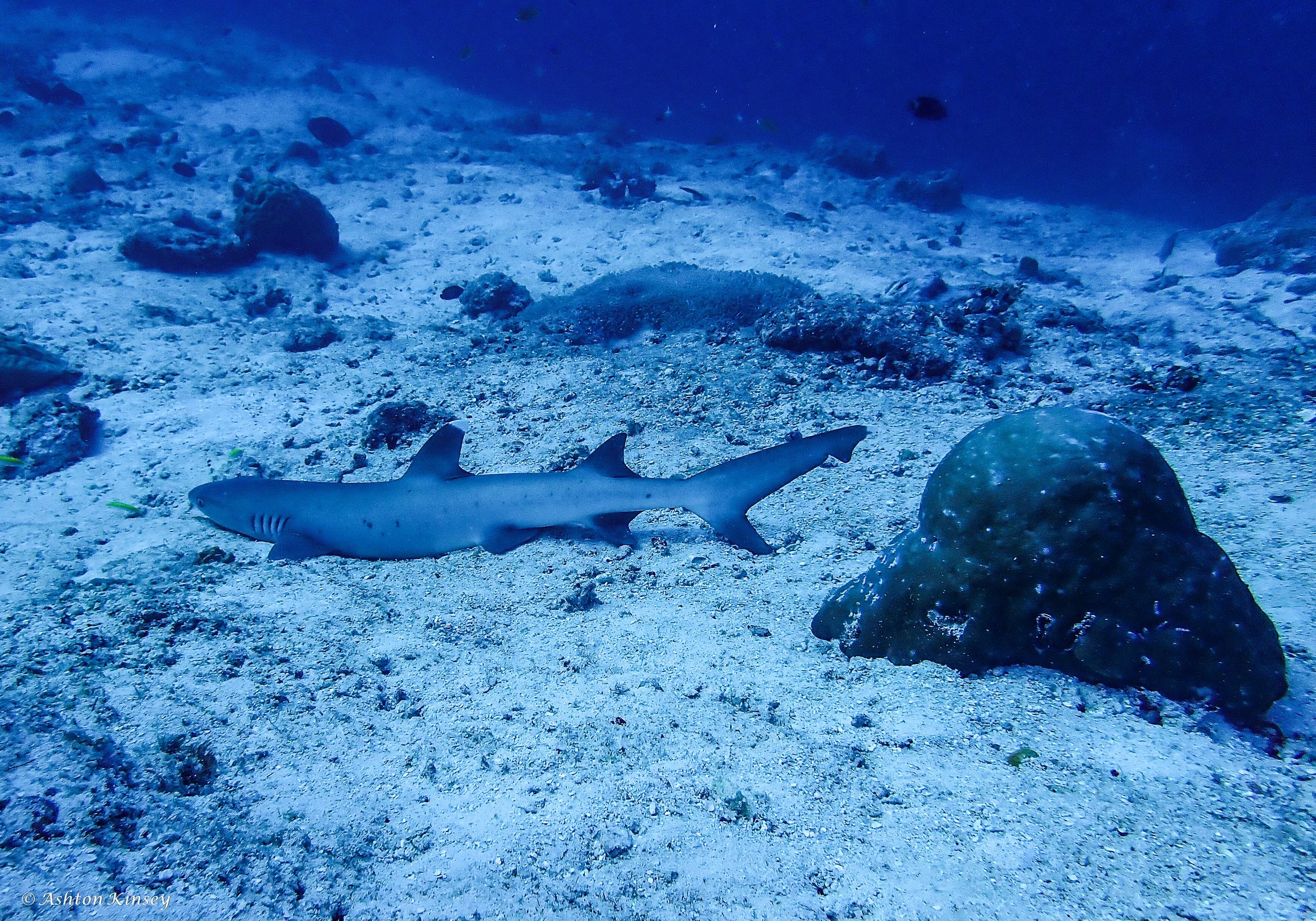 Fish Head-1.jpg