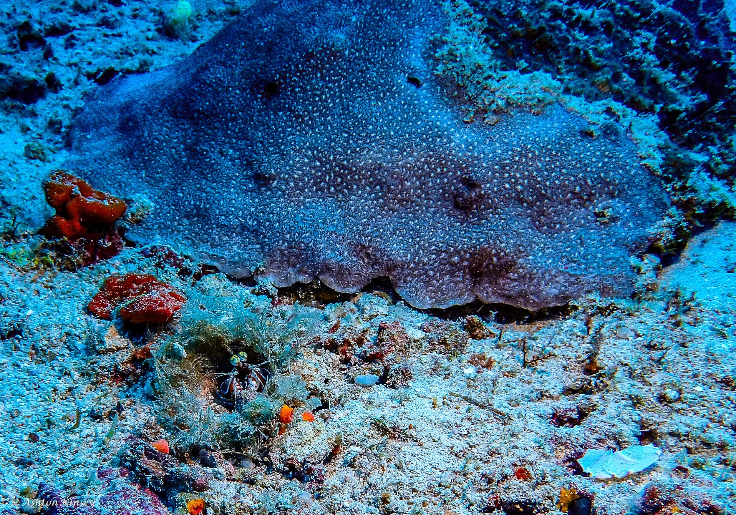 Fish Head-3.jpg