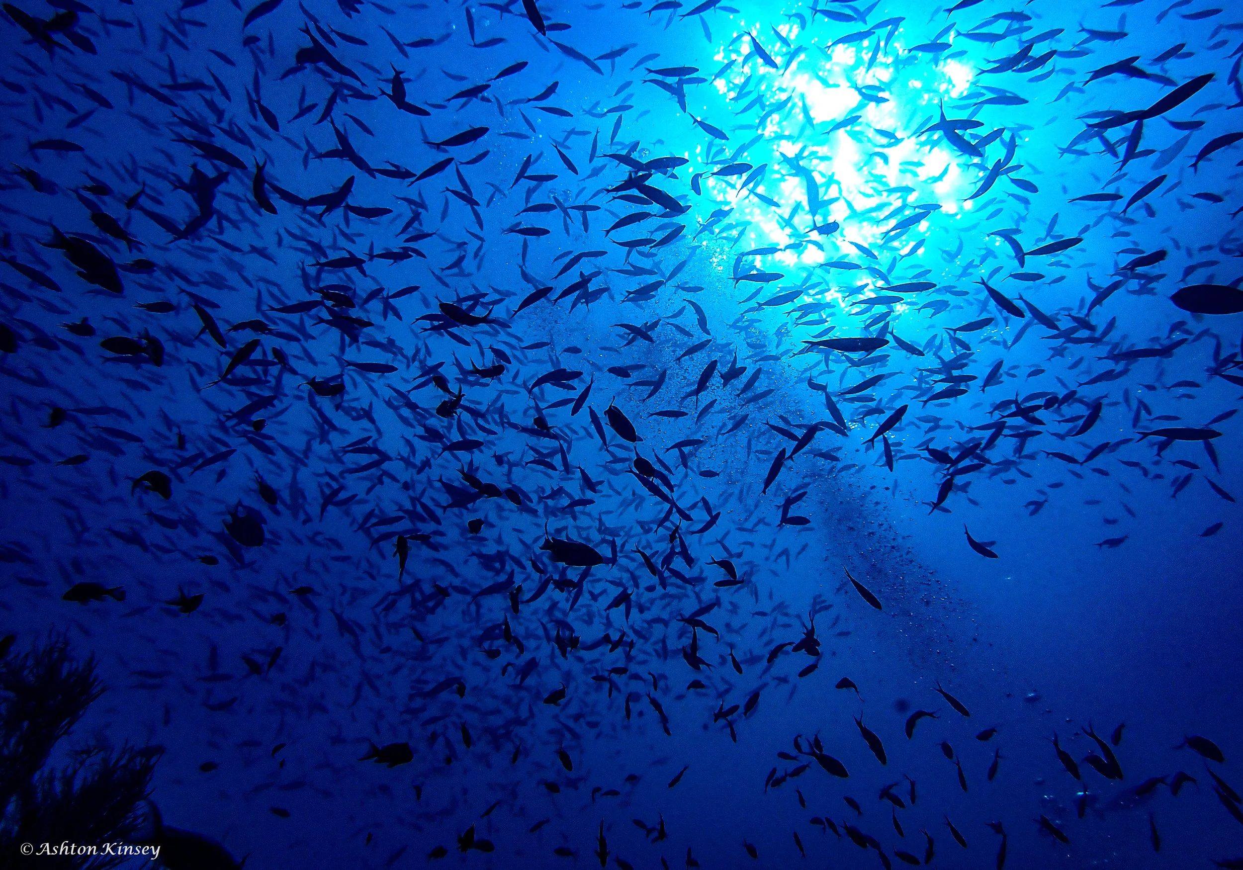 Fish Head-2.jpg