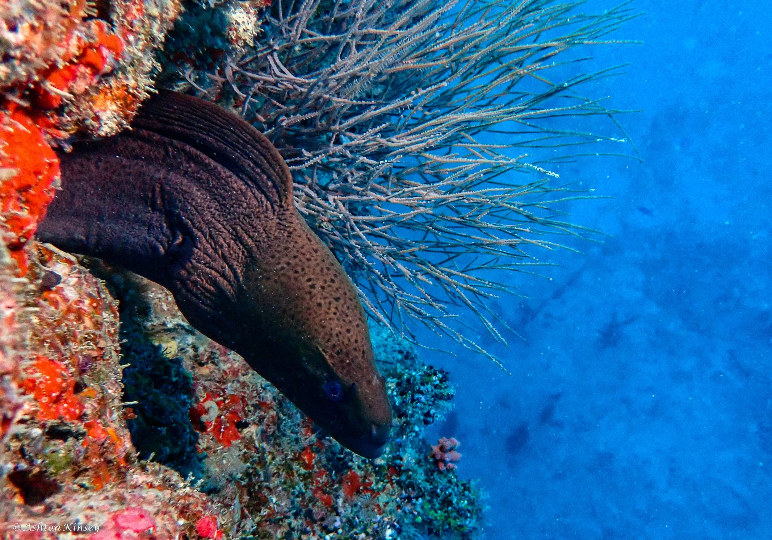 Fish Head-4.jpg