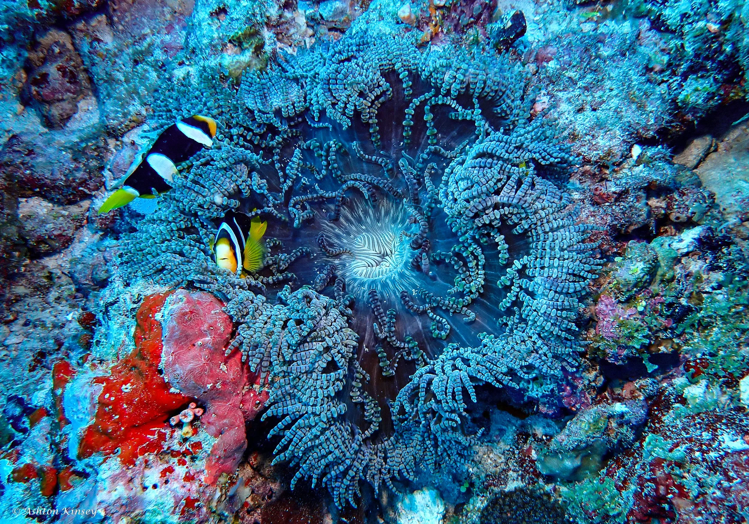 Fish Head-7.jpg