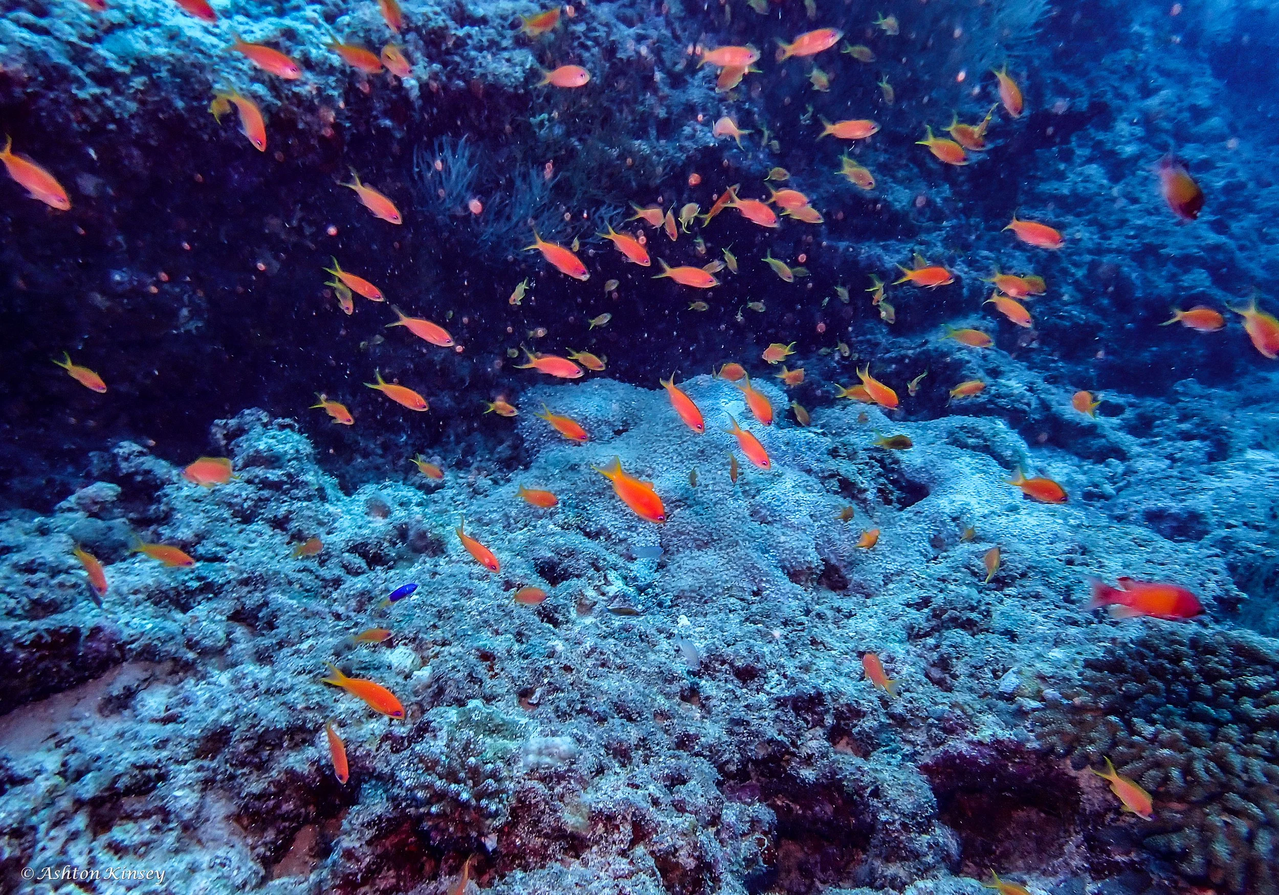 Fish Head-8.jpg