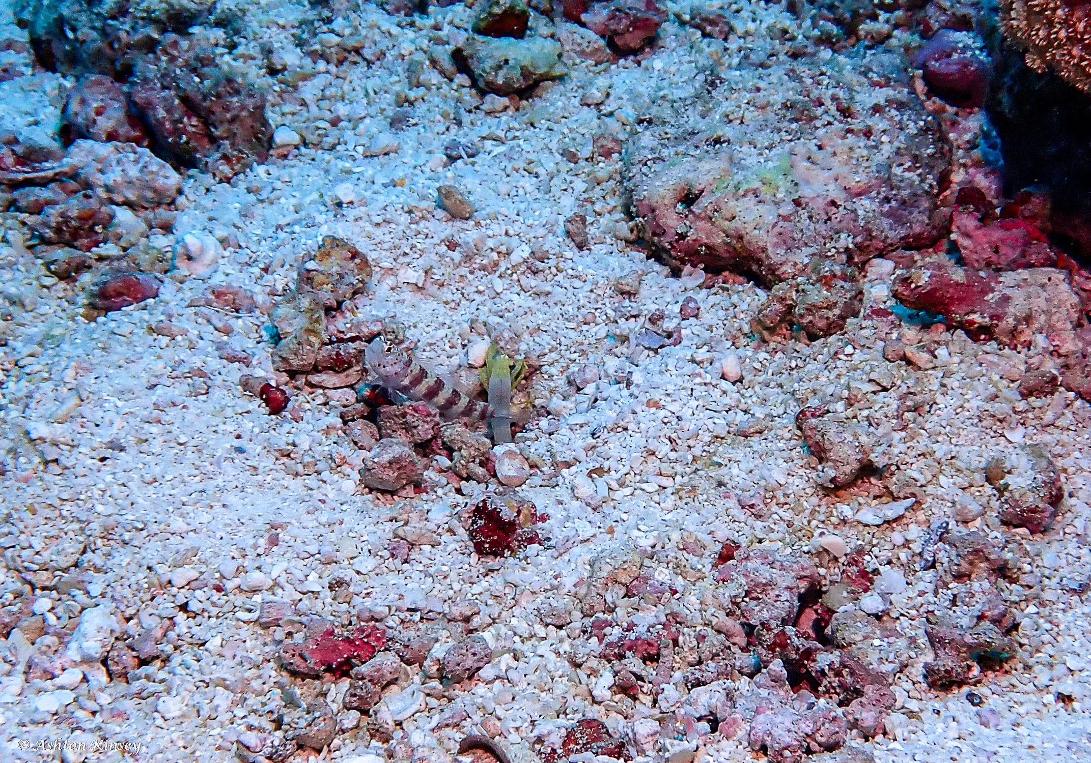 Fish Head-11.jpg