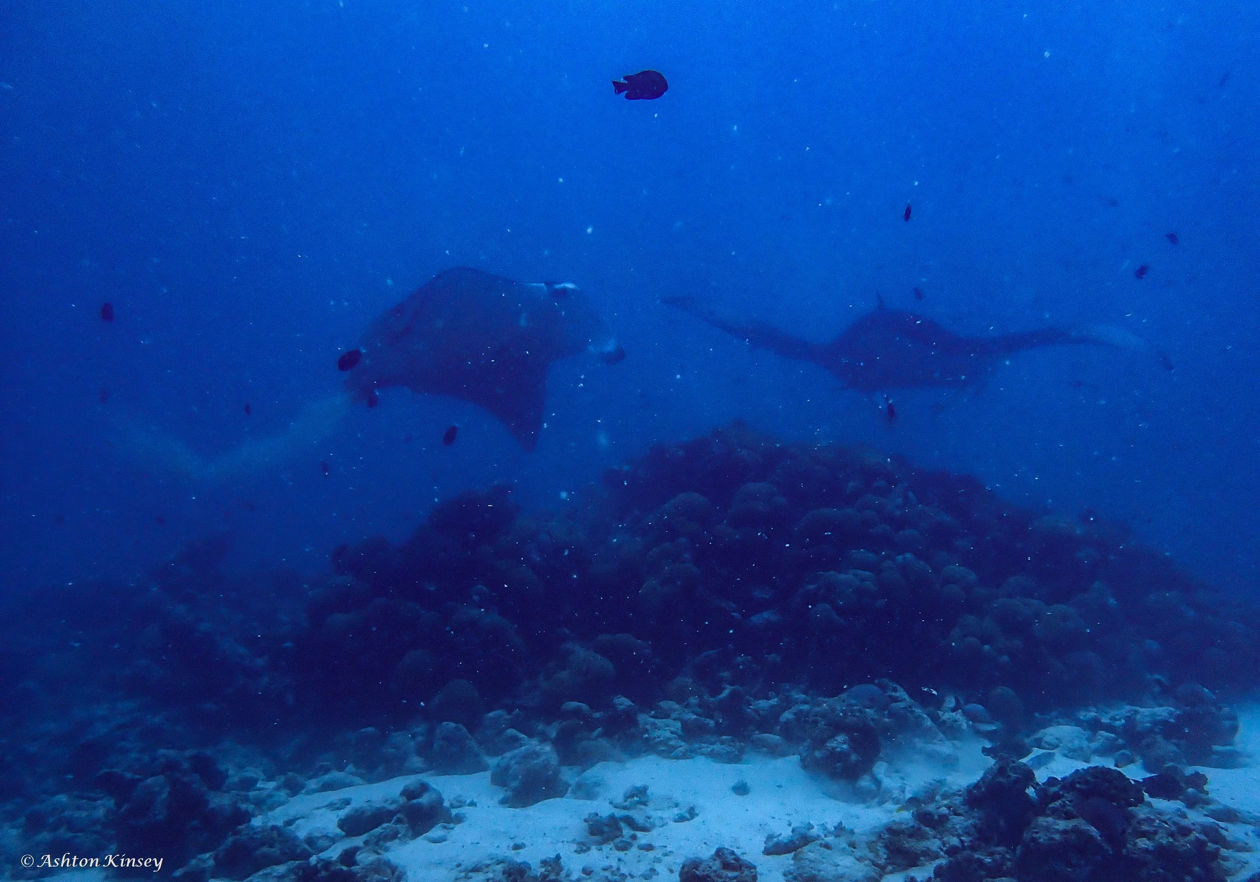 Fish Head-10.jpg