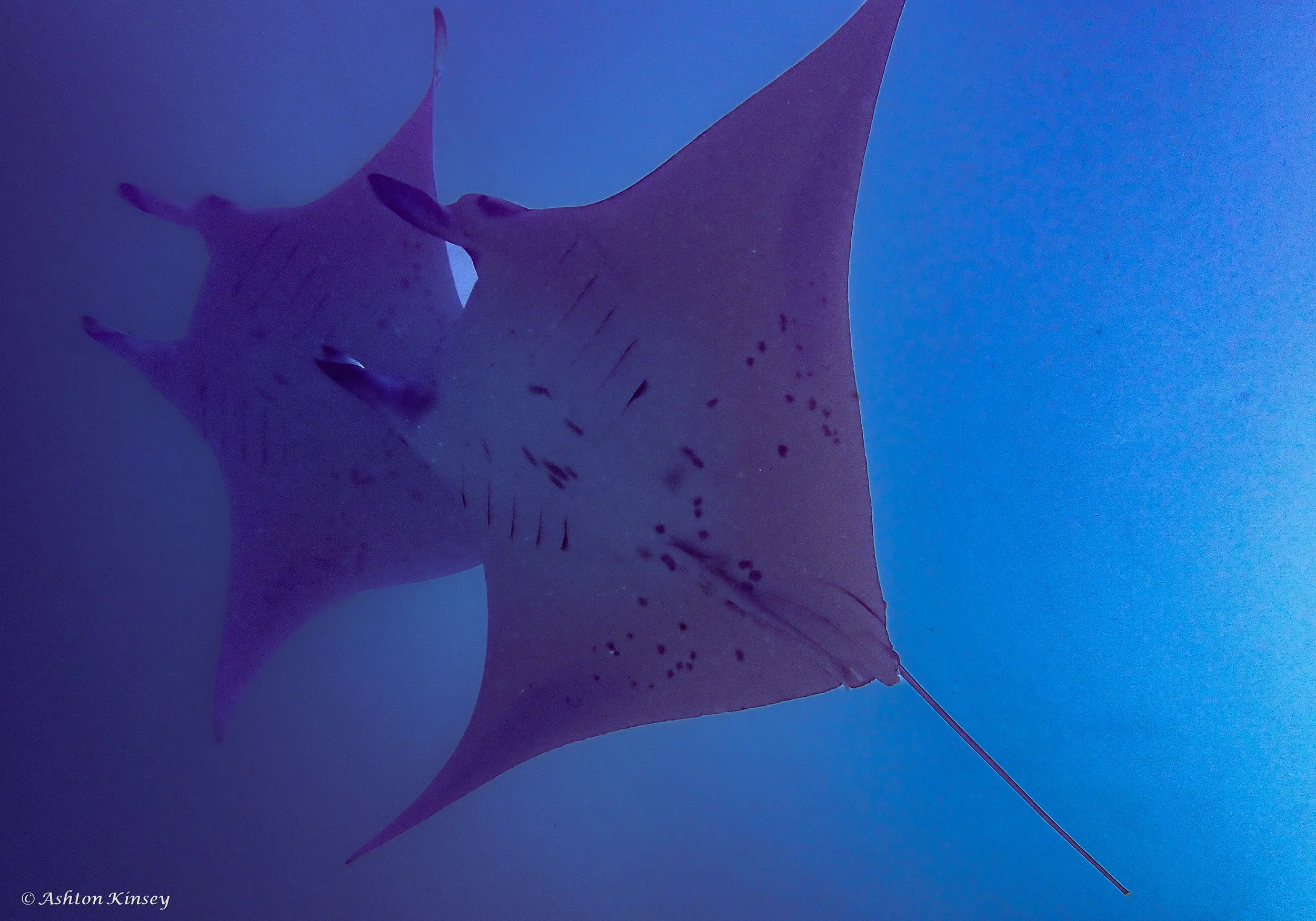 Lilly Manta Point-1.jpg
